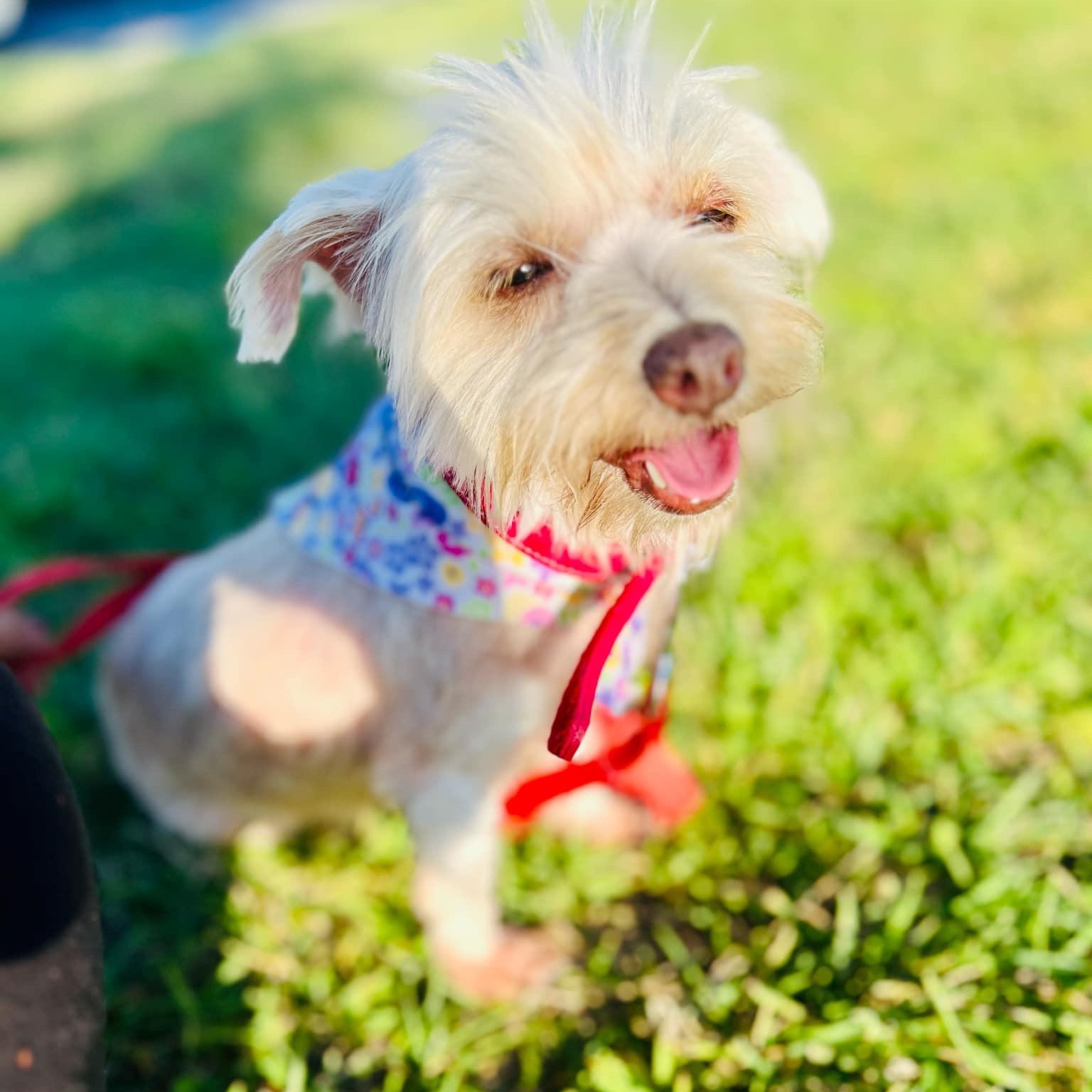 Lilycake, Adult Female Terrier
