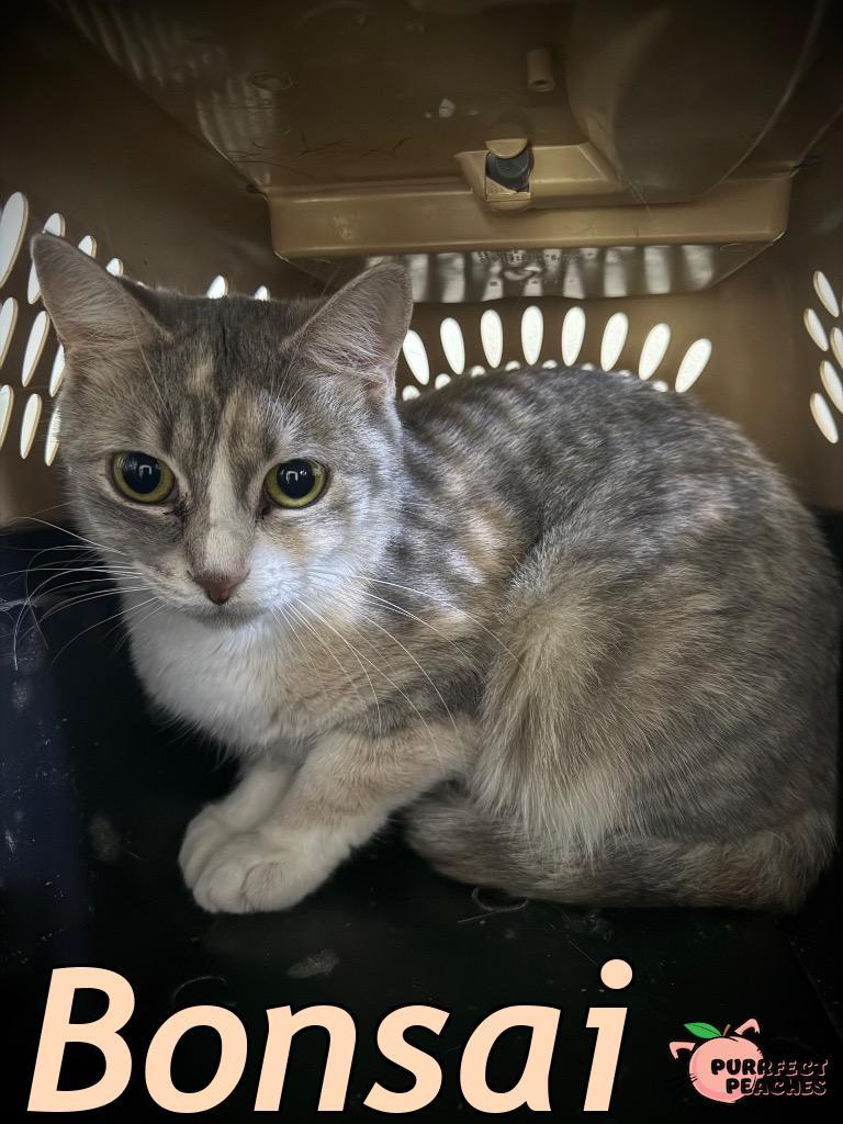 Bonsai, Adoptable, Young Female Domestic Short Hair.