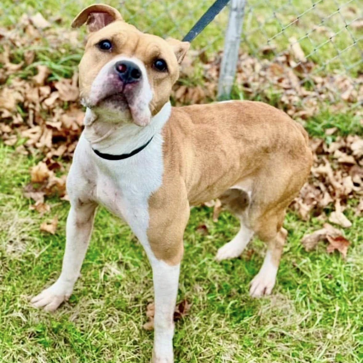 Maggie, Adult Female Pit Bull Terrier