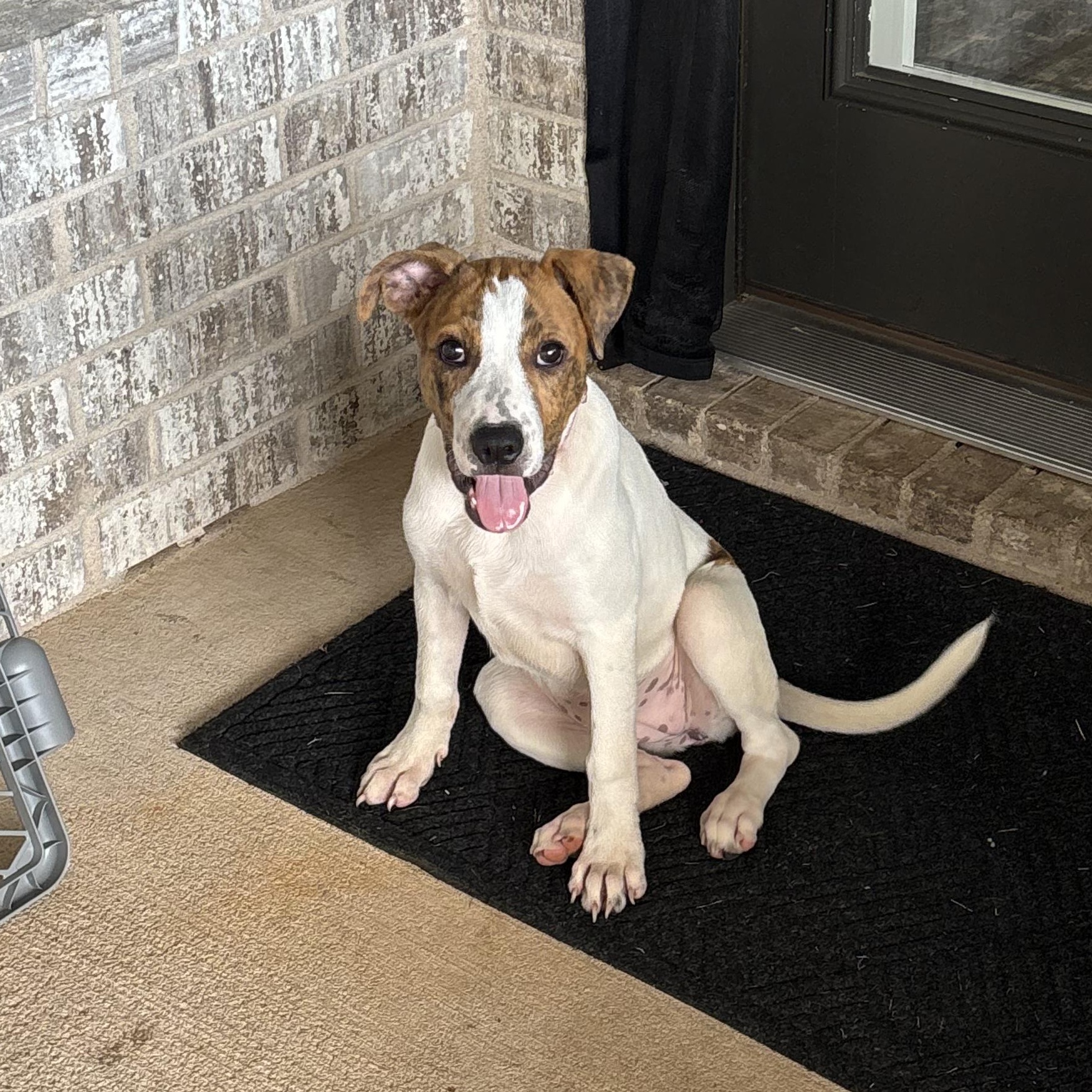 Skye, Adopted, Puppy Female Boxer.
