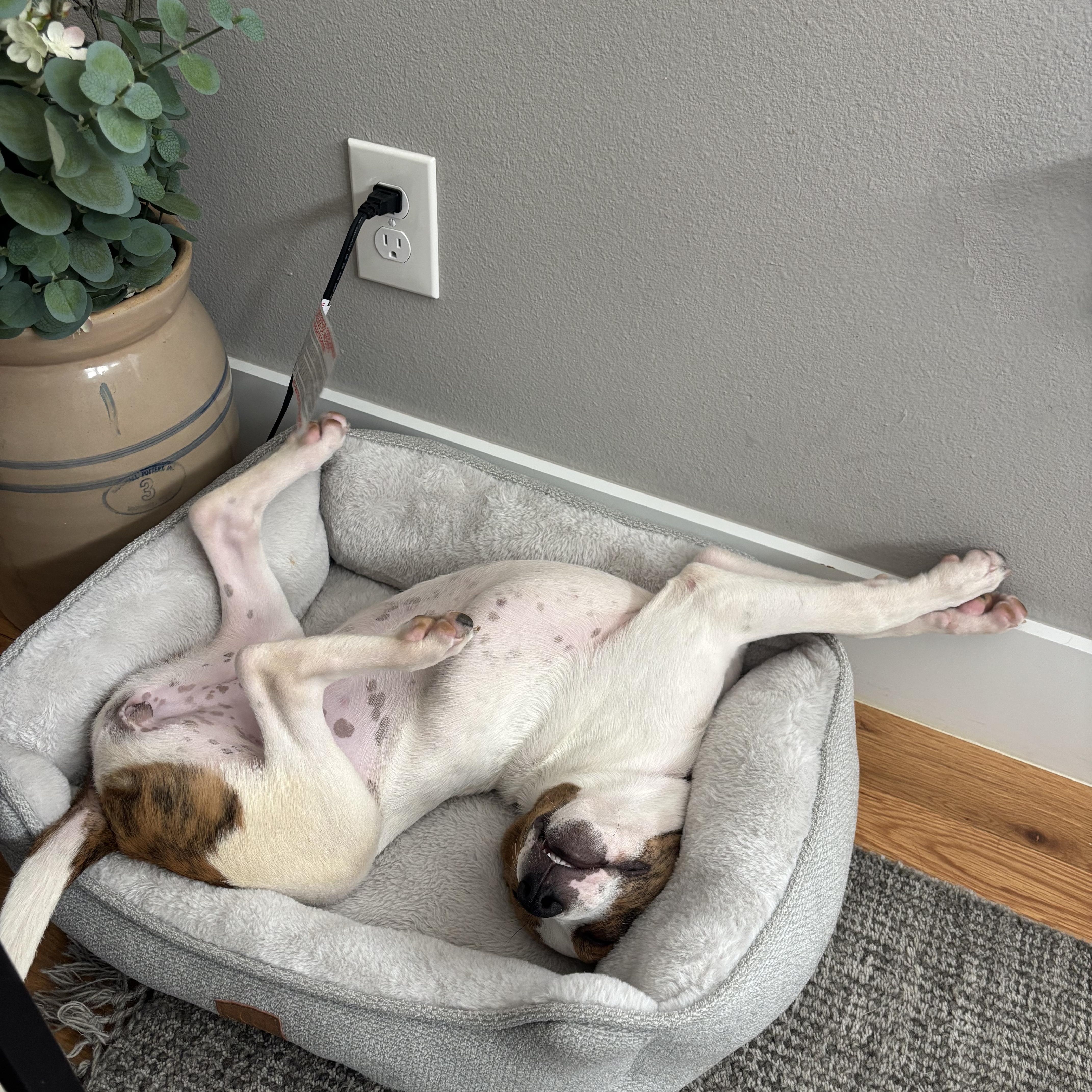 Enlarge Skye, a Adopted mixed breed in Bella Vista, AR image 4/5