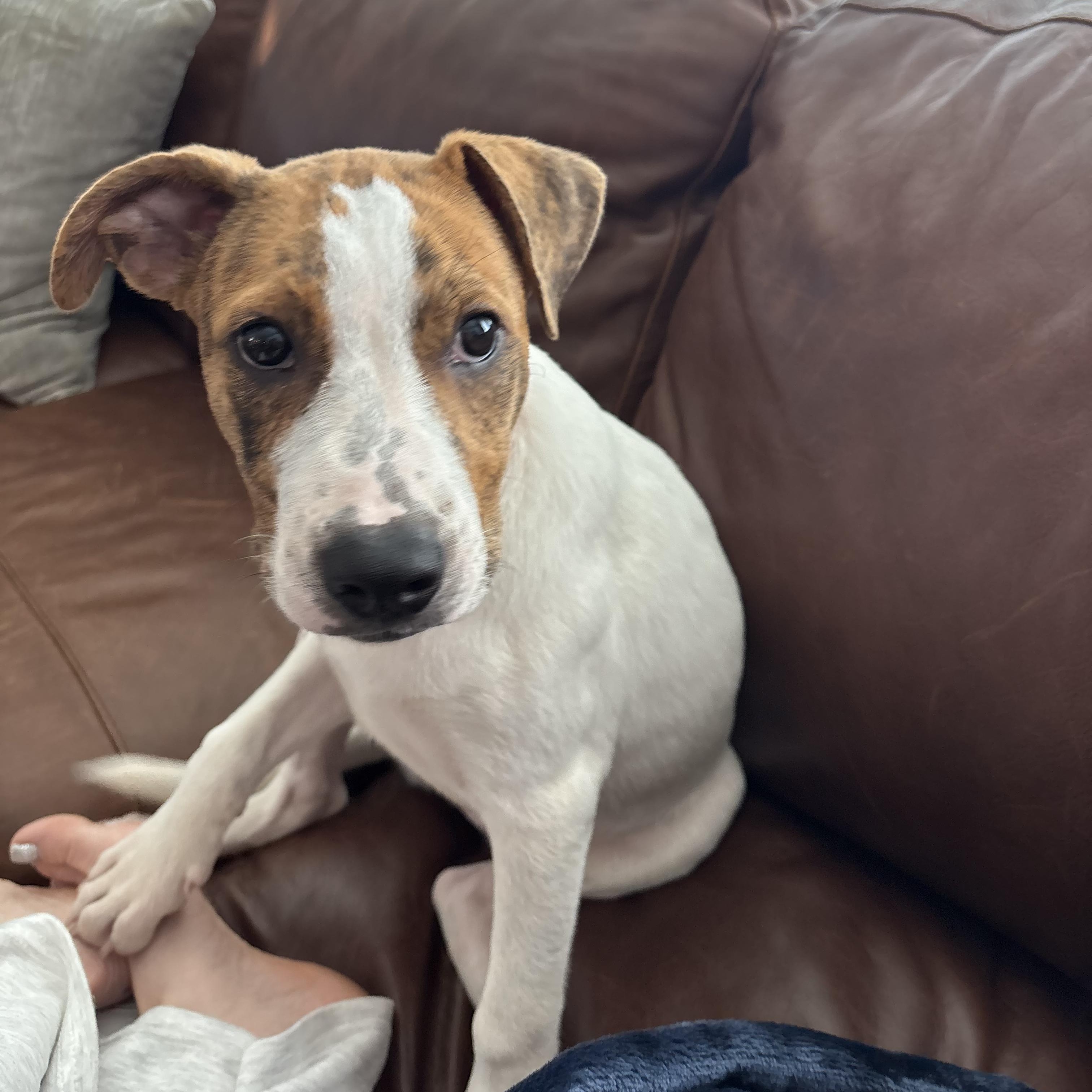 Enlarge Skye, a Adopted mixed breed in Bella Vista, AR image 2/5