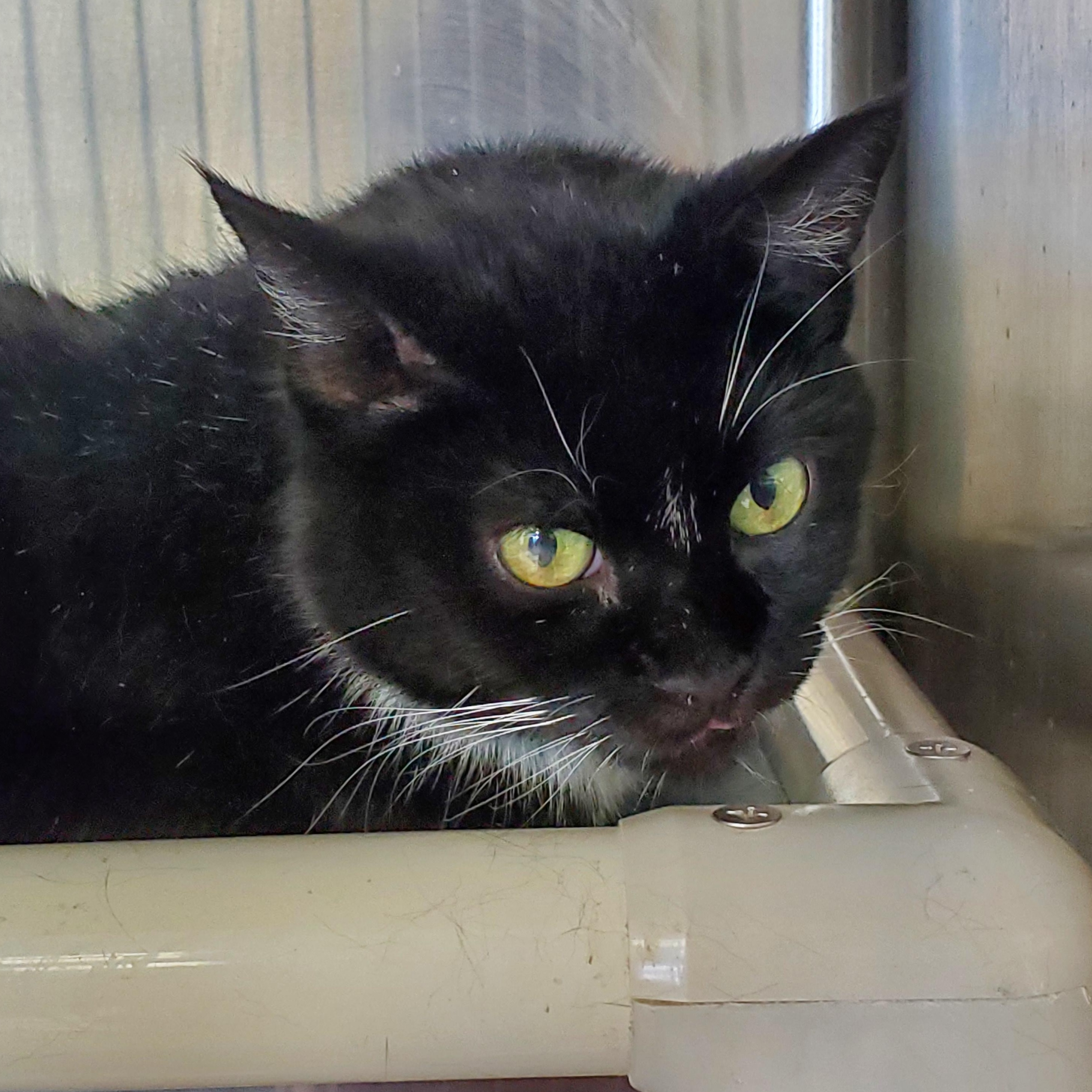 Enlarge Snow, a Adoptable Domestic Short Hair in Jersey city, NJ image 1/1