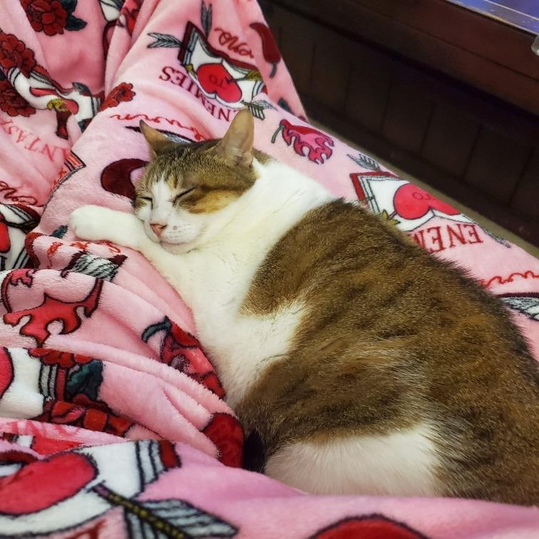 Enlarge Yuki, a Adoptable Domestic Short Hair in Houston, TX image 1/6