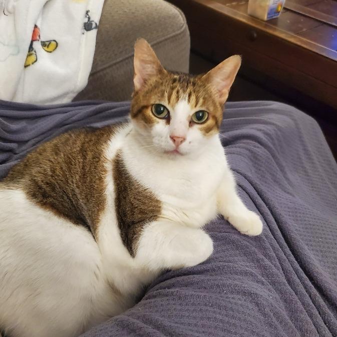 Enlarge Yuki, a Adoptable Domestic Short Hair in Houston, TX image 2/6