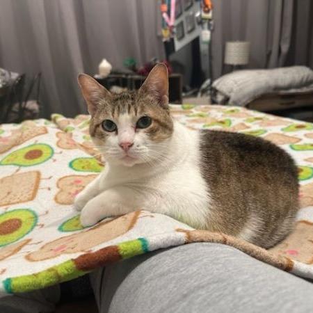 Enlarge Yuki, a Adoptable Domestic Short Hair in Houston, TX image 3/6