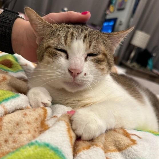 Enlarge Yuki, a Adoptable Domestic Short Hair in Houston, TX image 4/6