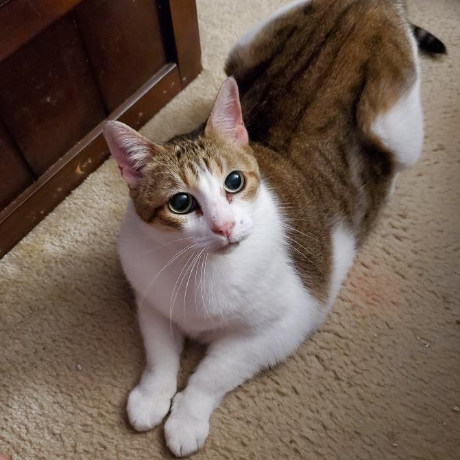 Enlarge Yuki, a Adoptable Domestic Short Hair in Houston, TX image 5/6