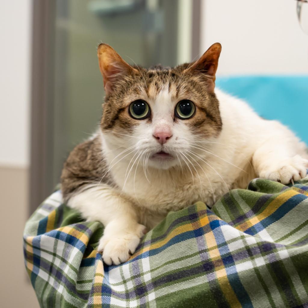 Yuki — thumbnail 4