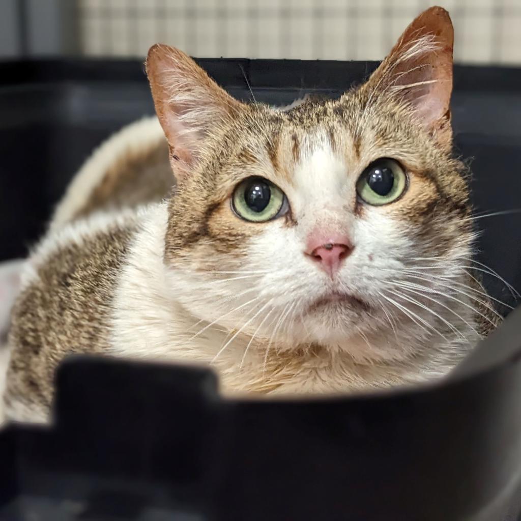 Yuki — thumbnail 6