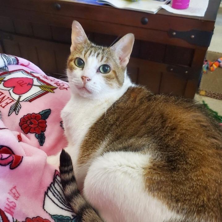 Enlarge Yuki, a Adoptable Domestic Short Hair in Houston, TX image 6/6