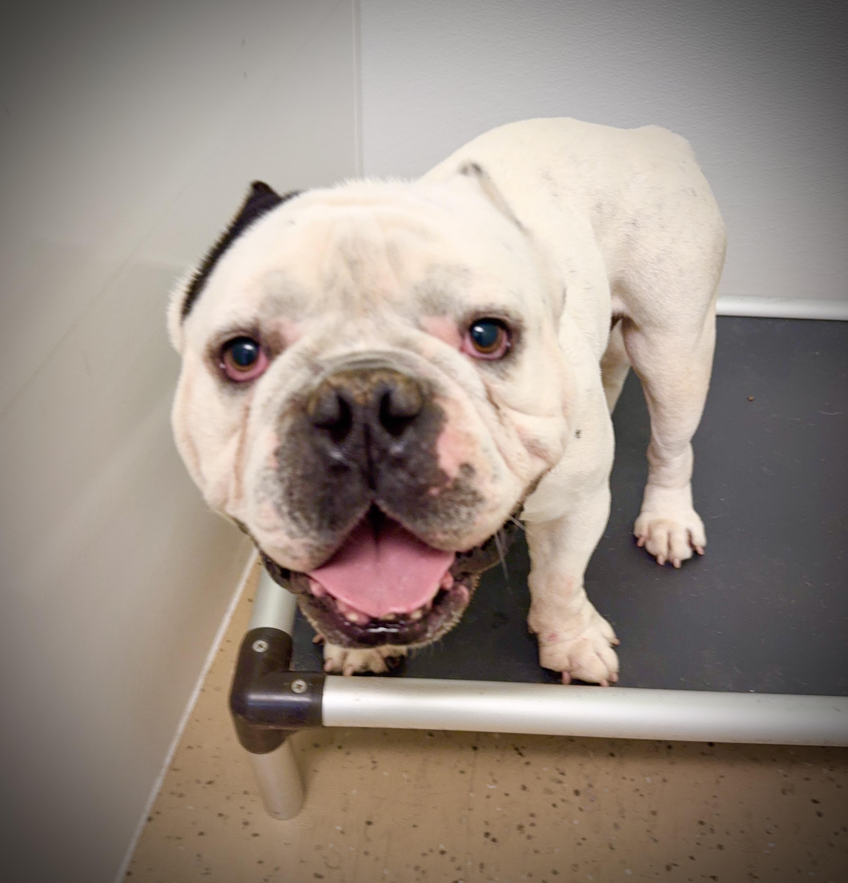 Enlarge Mr Macho , a ADOPTABLE English Bulldog in Nanuet, NY image 4/6