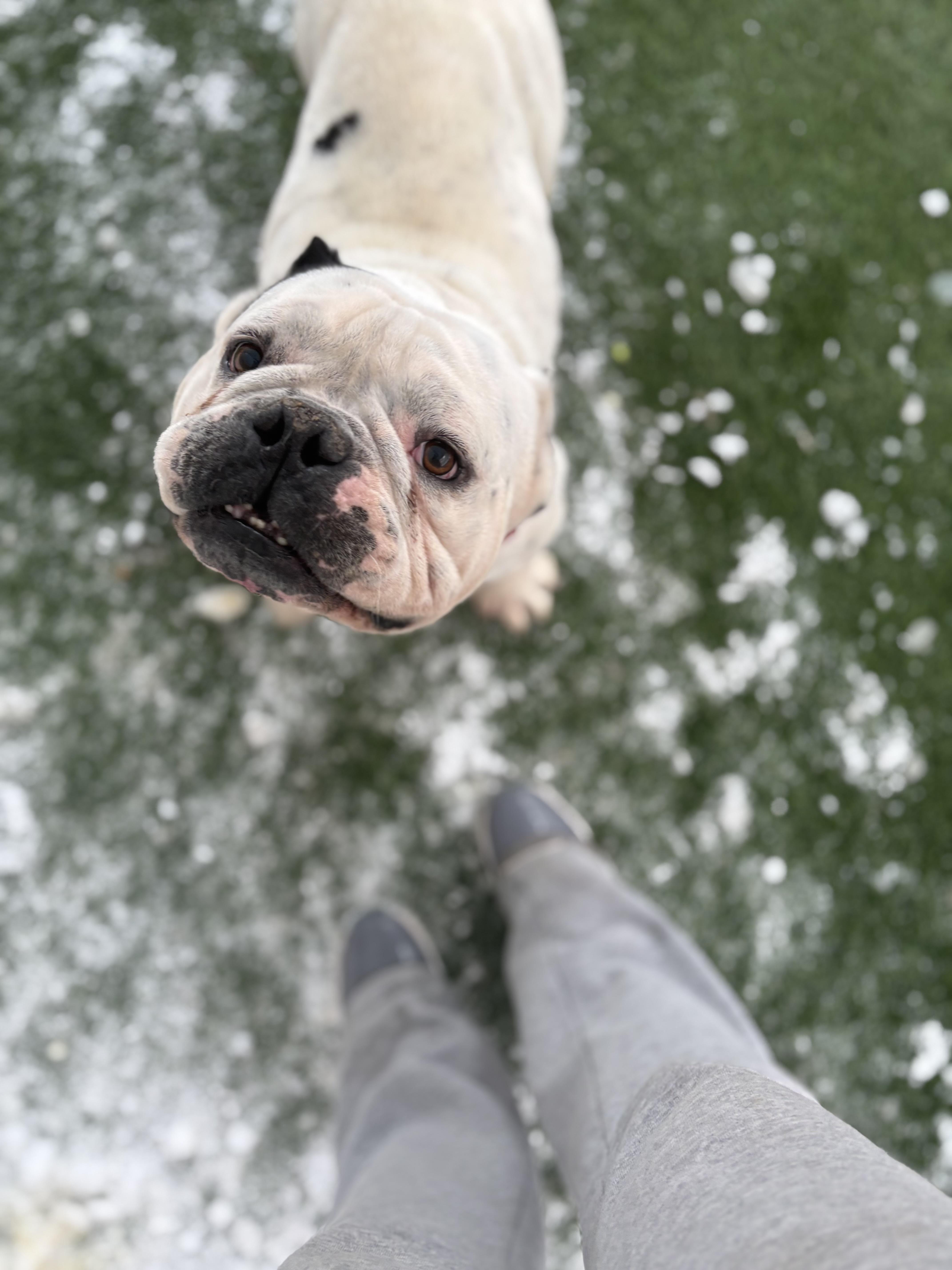 Enlarge Mr Macho , a ADOPTABLE English Bulldog in Nanuet, NY image 2/6