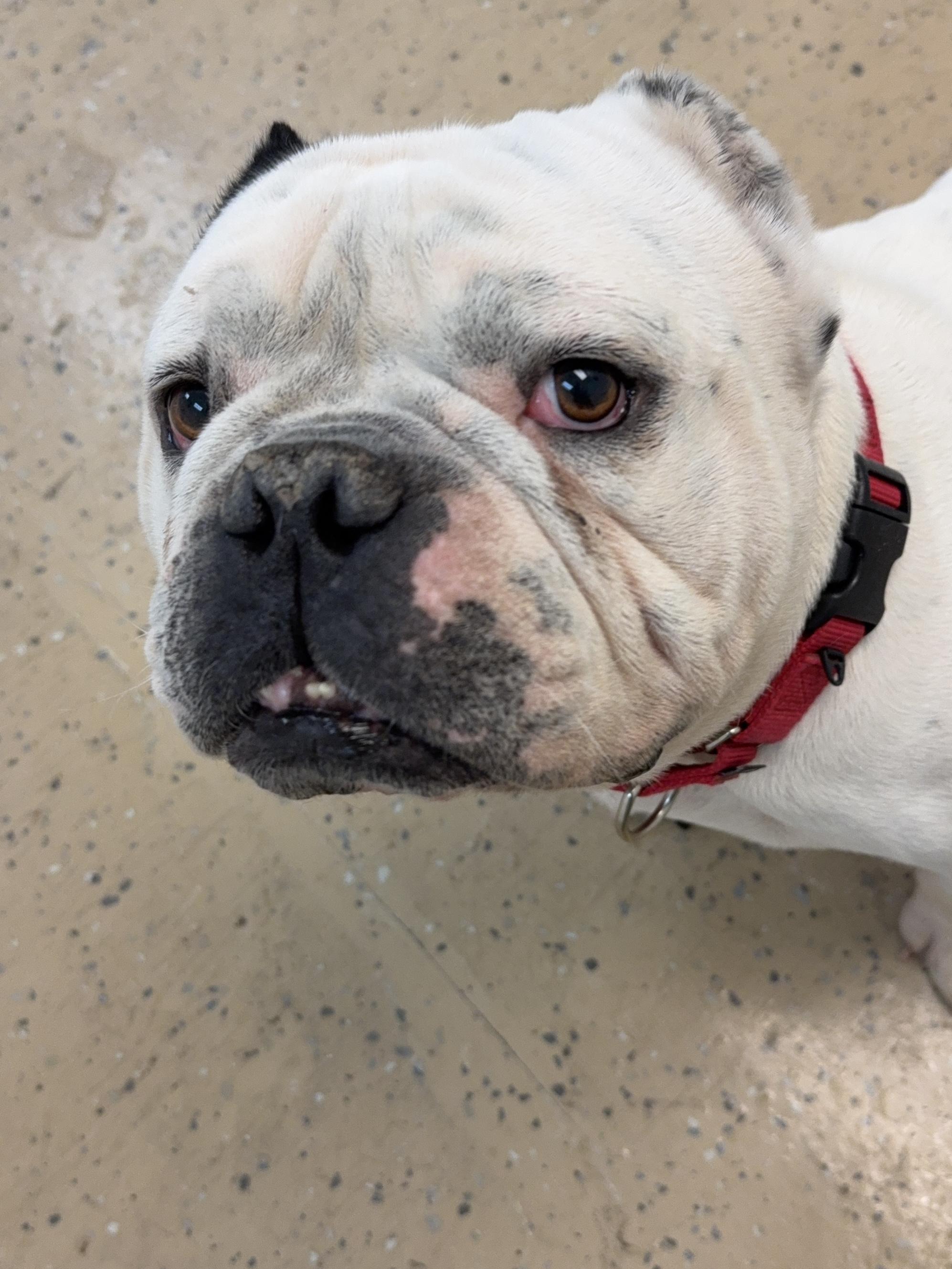 Enlarge Mr Macho , a ADOPTABLE English Bulldog in Nanuet, NY image 6/6