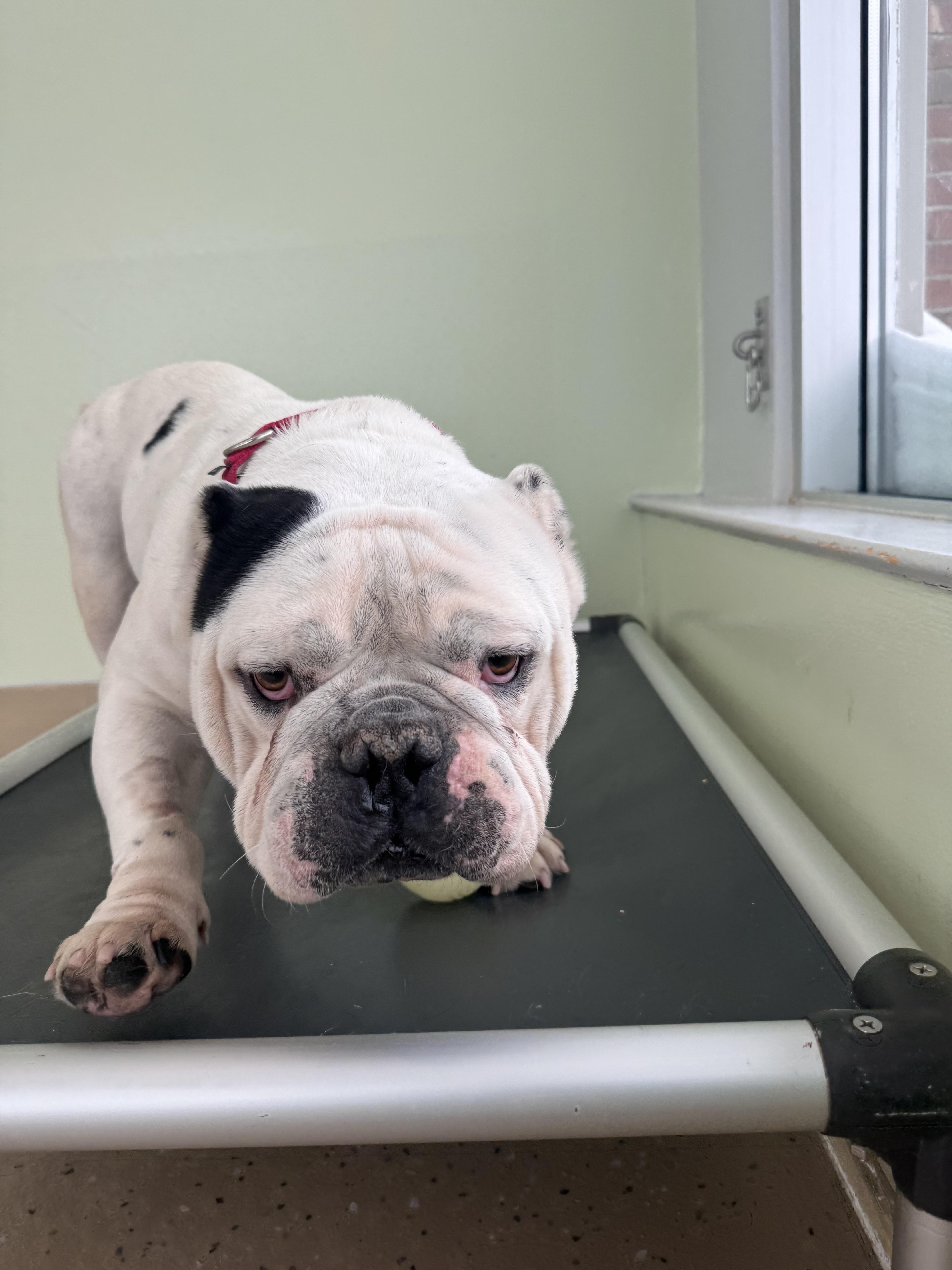 Enlarge Mr Macho , a ADOPTABLE English Bulldog in Nanuet, NY image 3/6