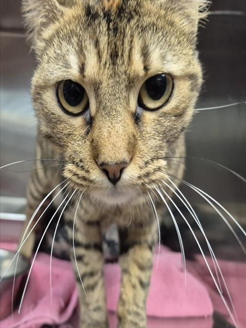 LINA, Adoptable, Young Female Domestic Short Hair.