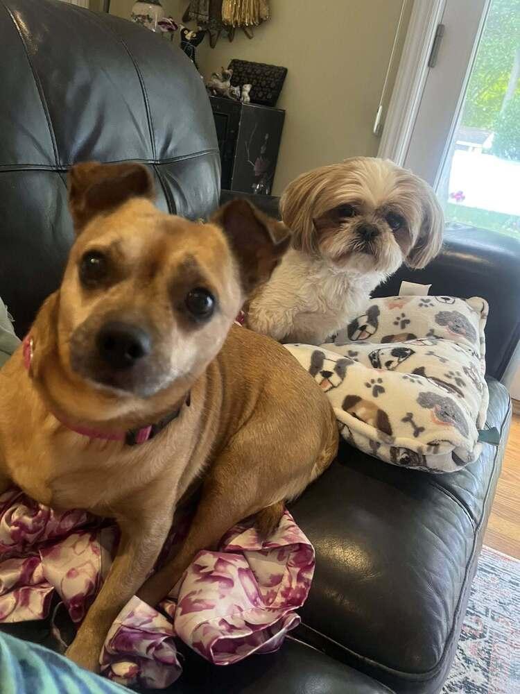 Sammy, Adoptable, Senior Male Chihuahua & Mixed Breed.