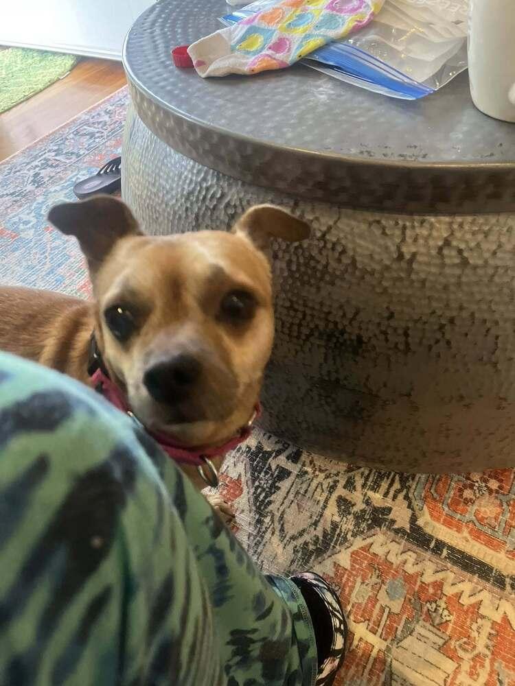 Sammy, a Adoptable mixed breed in Huntington, NY image 2/6