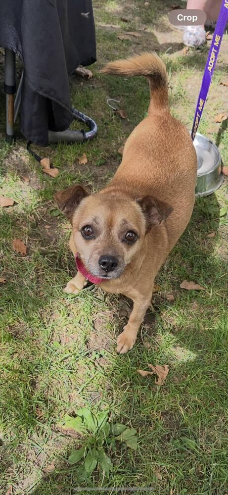Sammy, a Adoptable mixed breed in Huntington, NY image 3/6