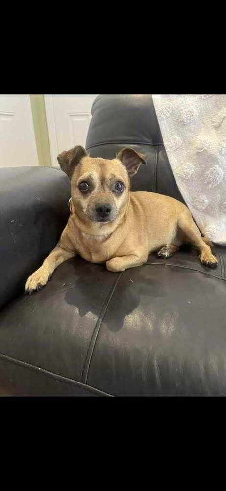 Sammy, a Adoptable mixed breed in Huntington, NY image 4/6