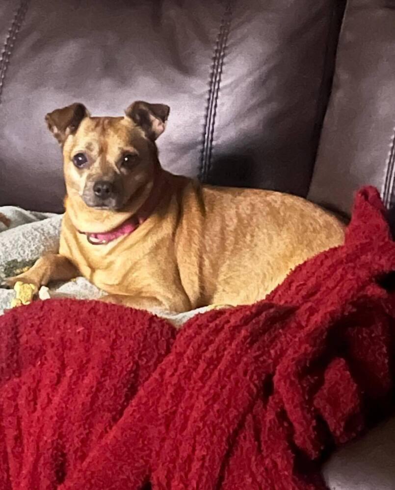 Sammy, a Adoptable mixed breed in Huntington, NY image 5/6