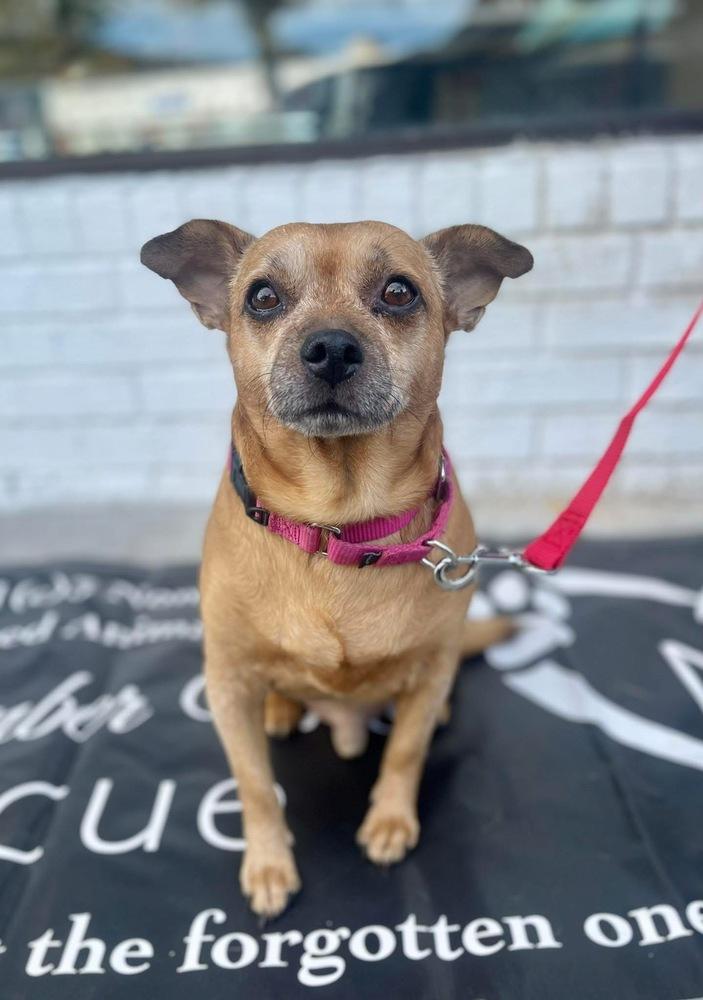 Sammy, a Adoptable mixed breed in Huntington, NY image 6/6