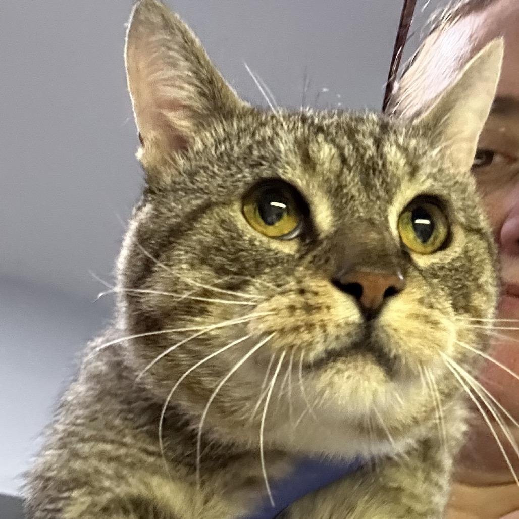 Enlarge George, a Adoptable Domestic Short Hair in Oyster Bay, NY image 1/2