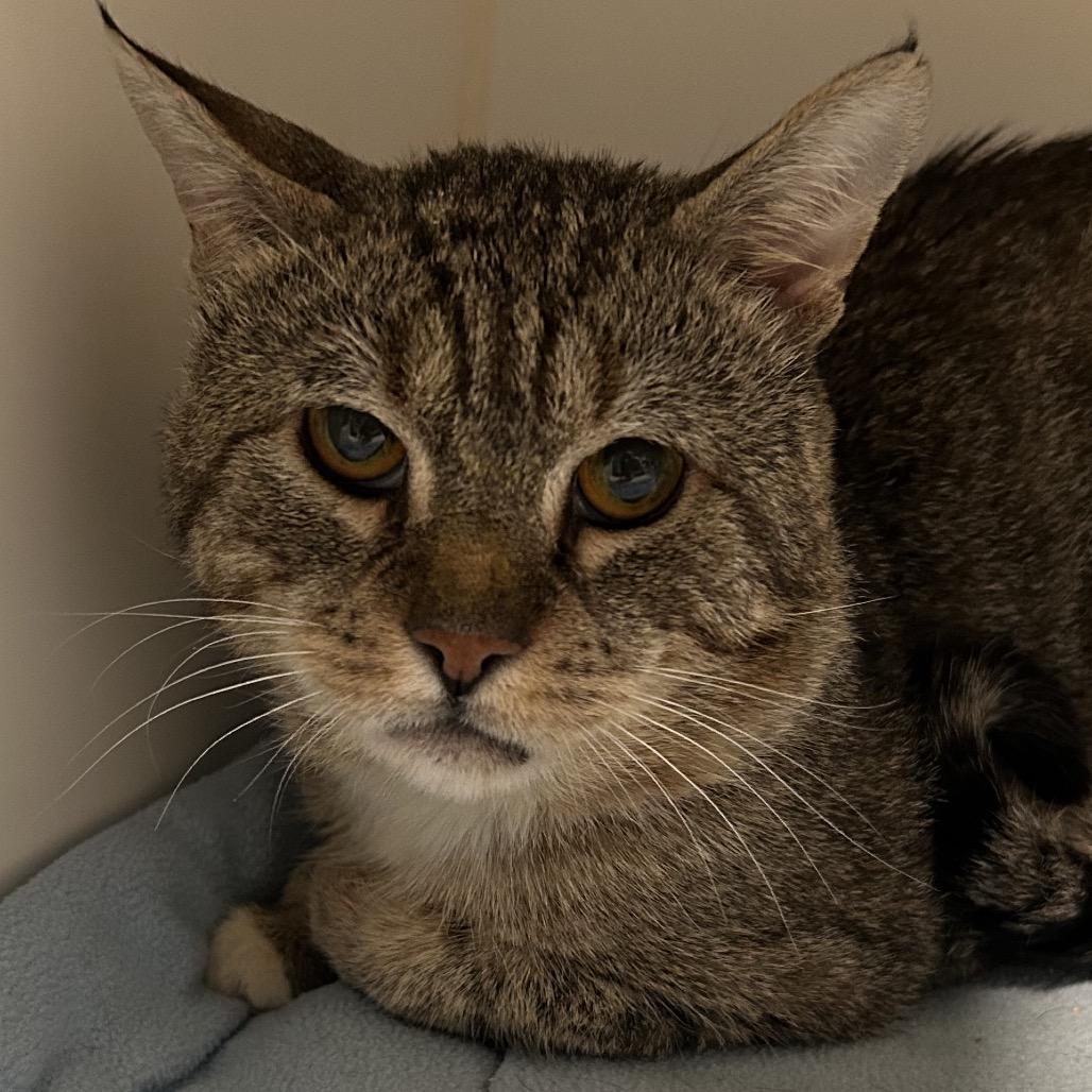 Enlarge George, a Adoptable Domestic Short Hair in Oyster Bay, NY image 2/2