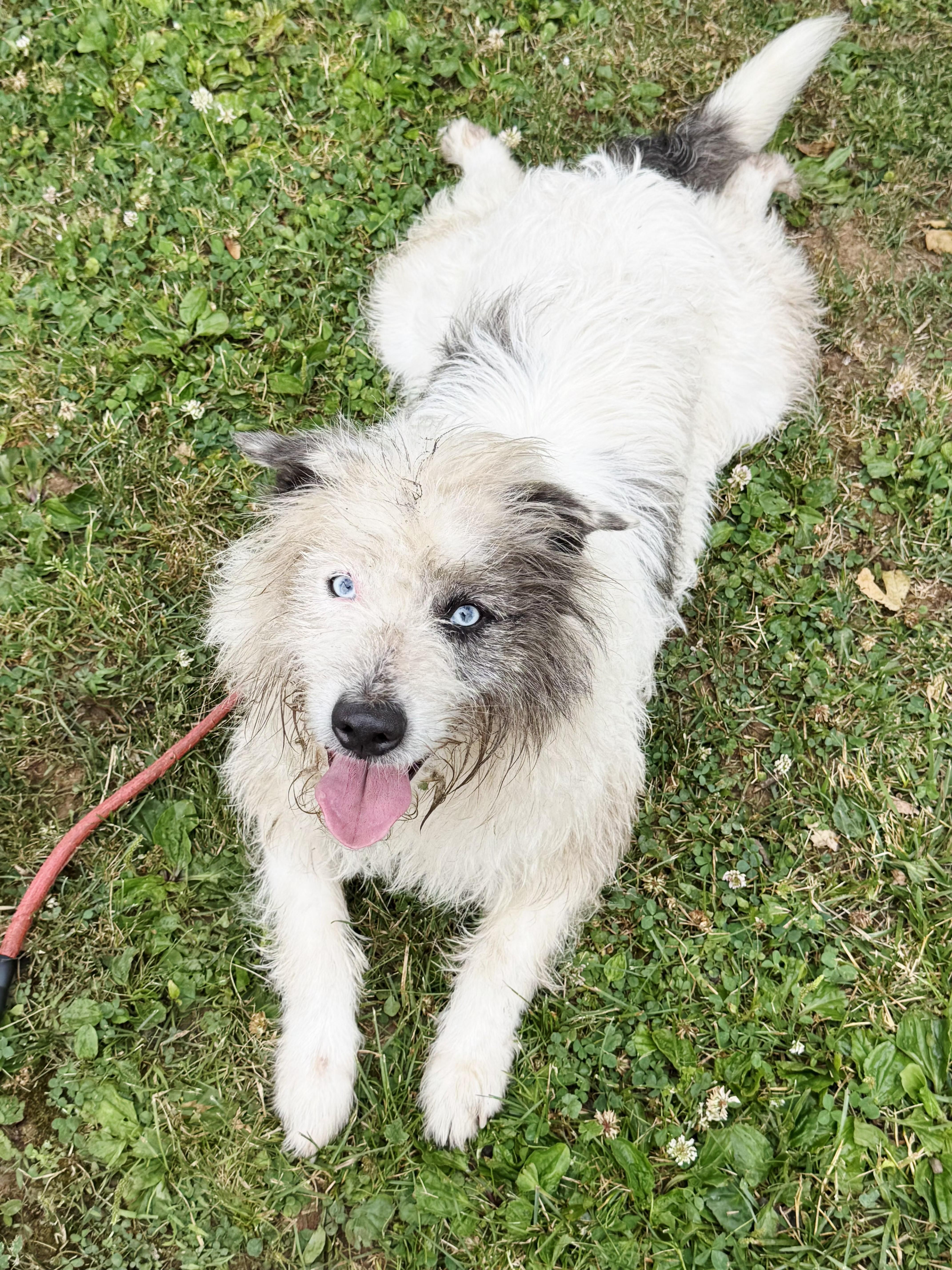 Loki, ADOPTABLE, Young Male Terrier.