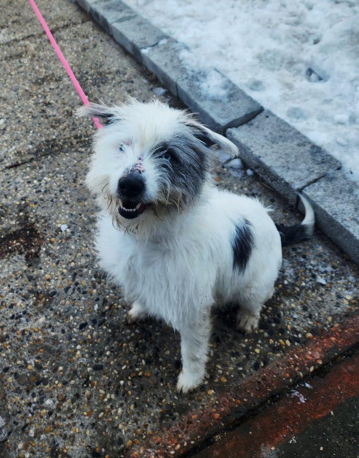 Loki, a ADOPTABLE mixed breed in Perth Amboy, NJ image 3/5