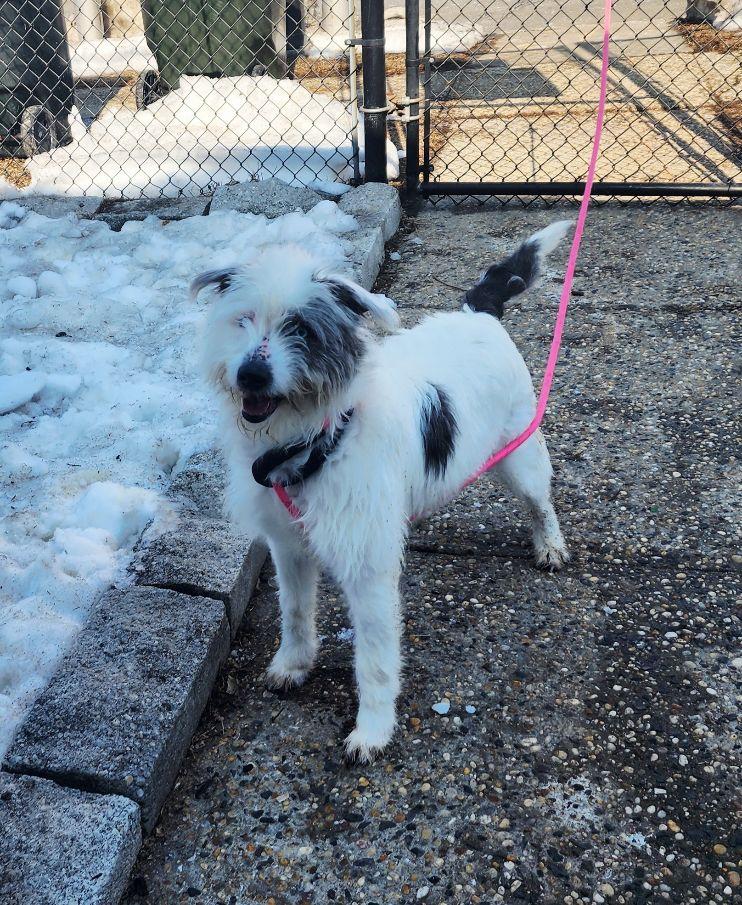 Loki, a ADOPTABLE mixed breed in Perth Amboy, NJ image 4/5