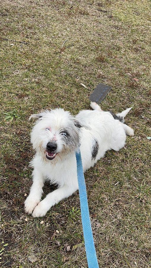 Loki, a ADOPTABLE mixed breed in Perth Amboy, NJ image 1/5