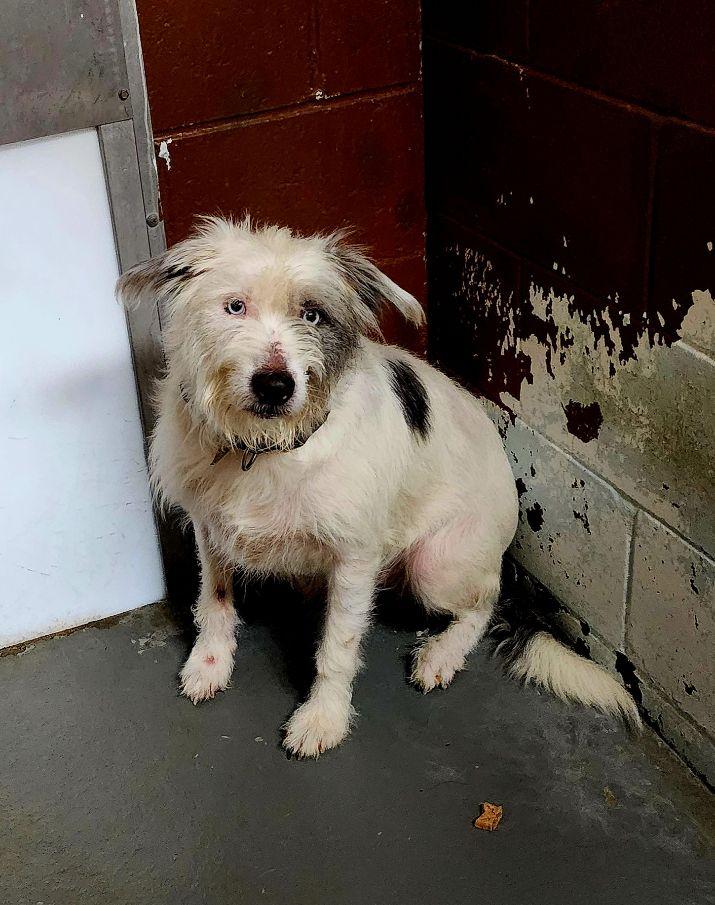 Enlarge Loki, a ADOPTABLE mixed breed in Perth Amboy, NJ image 1/1