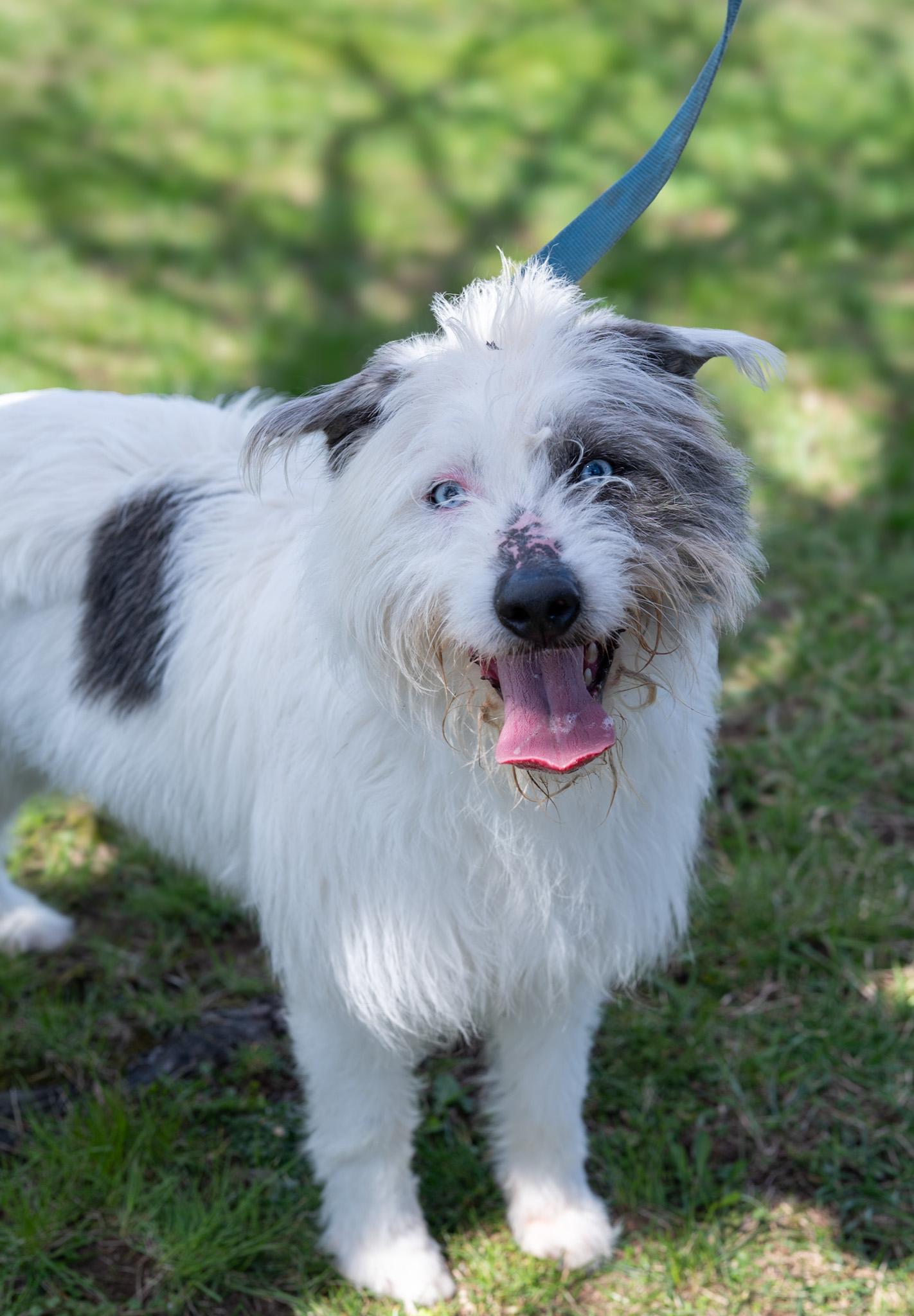 Loki, ADOPTABLE, Young Male Terrier.