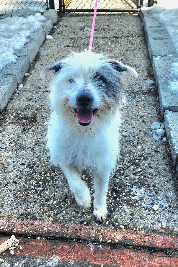 Loki, a ADOPTABLE mixed breed in Perth Amboy, NJ image 2/5