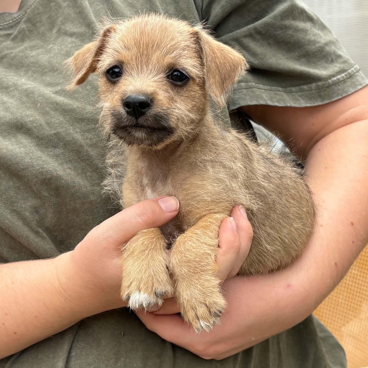 Enlarge Oogie, a Adopted mixed breed in Brentwood, CA image 3/3
