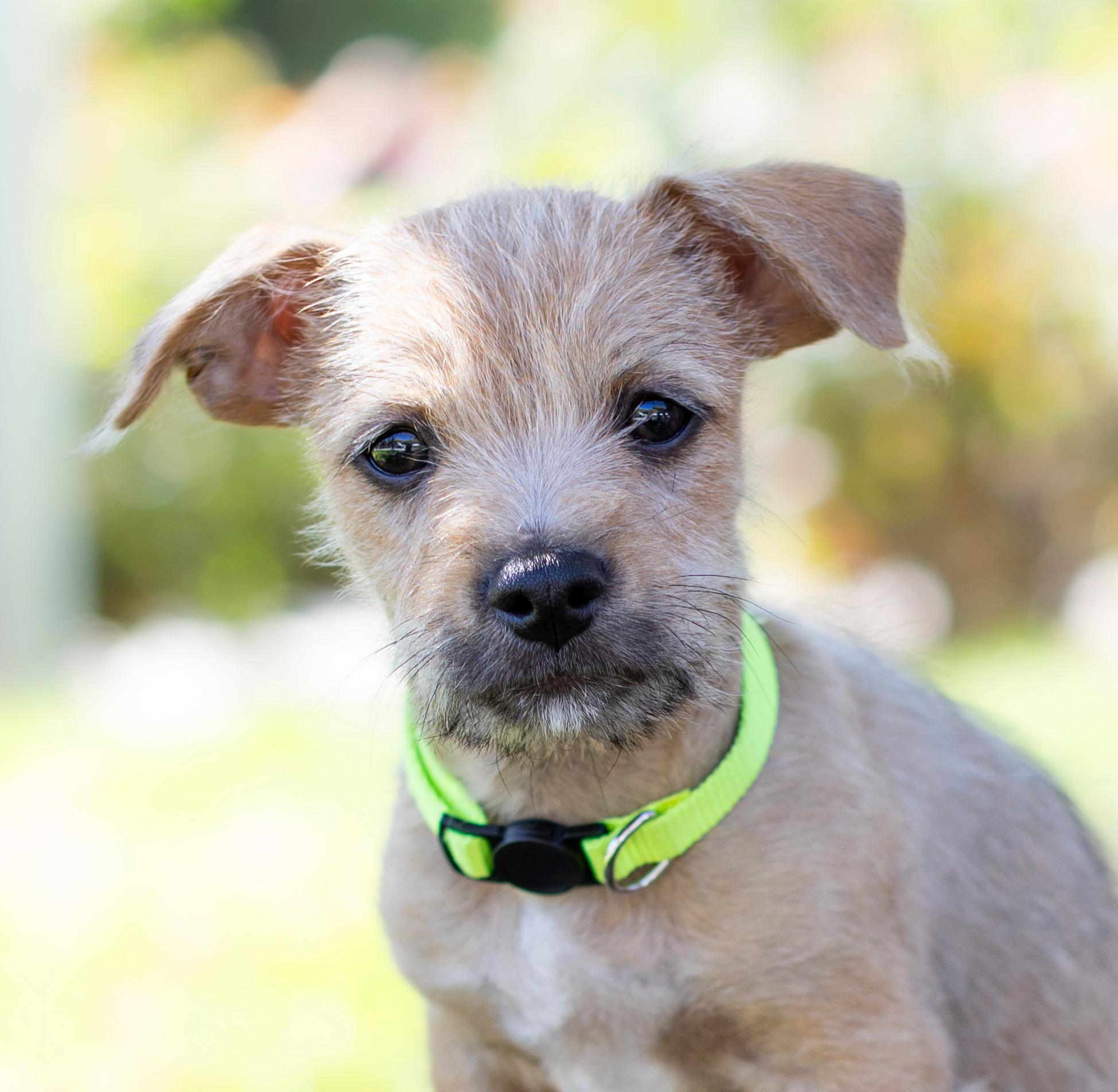 Enlarge Oogie, a Adopted mixed breed in Brentwood, CA image 2/3