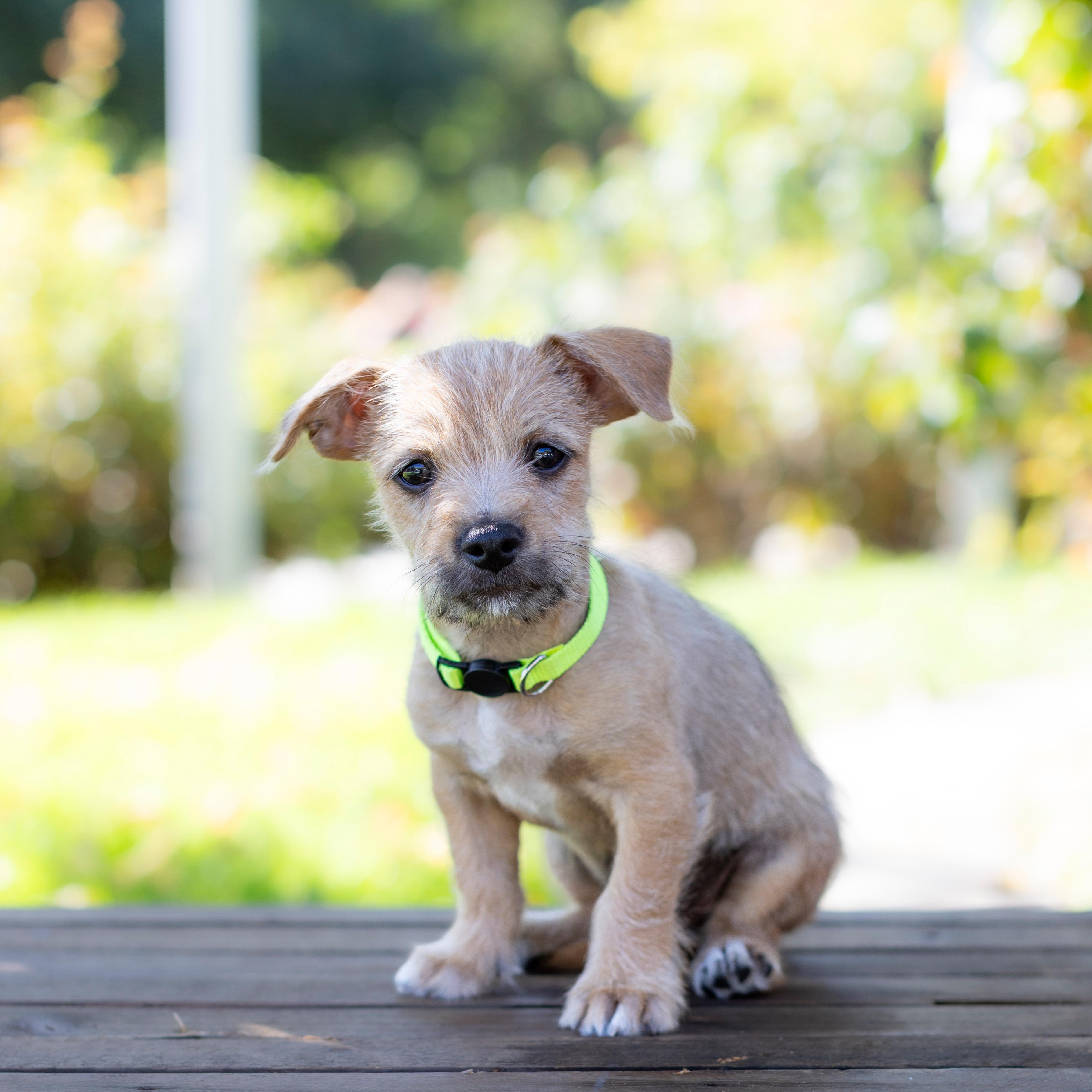 Enlarge Oogie, a Adopted mixed breed in Brentwood, CA image 1/3