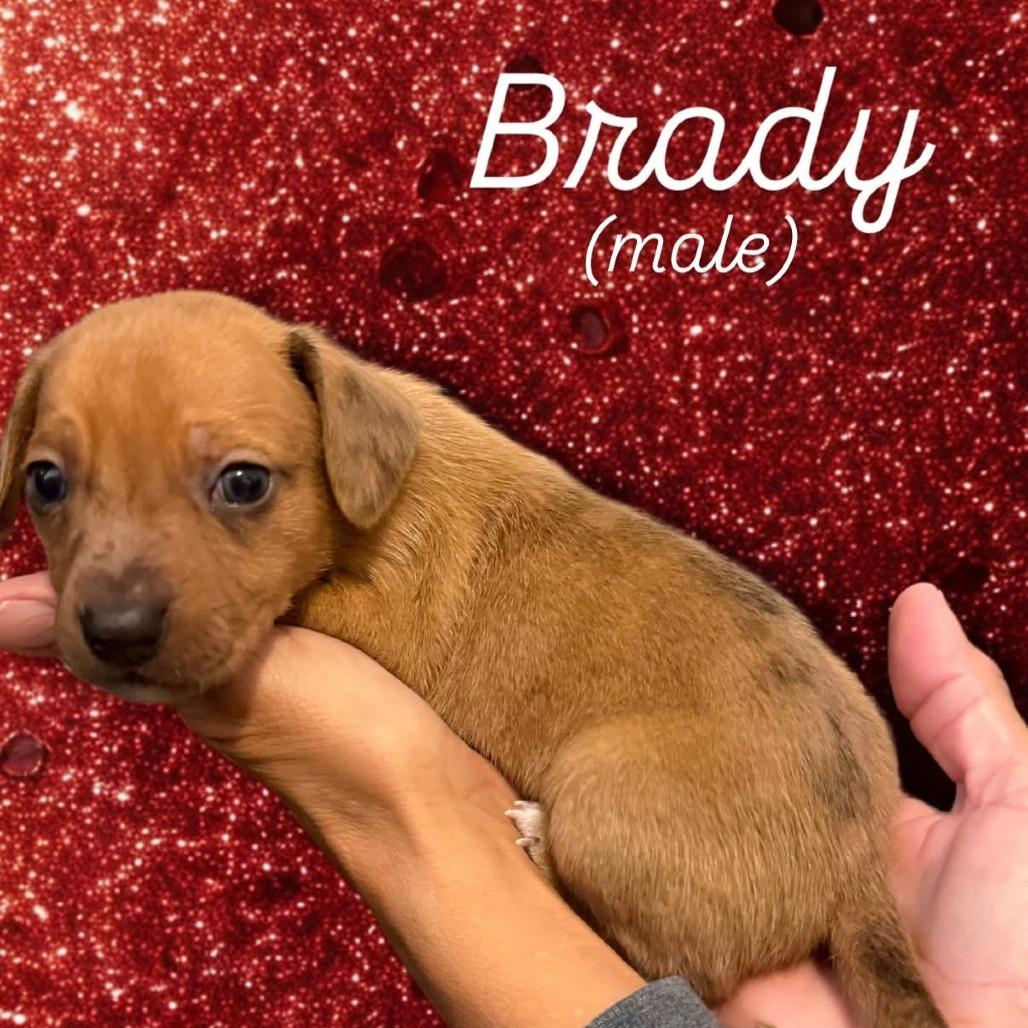 Brady, Adoptable, Puppy Male Chihuahua & Mixed Breed.
