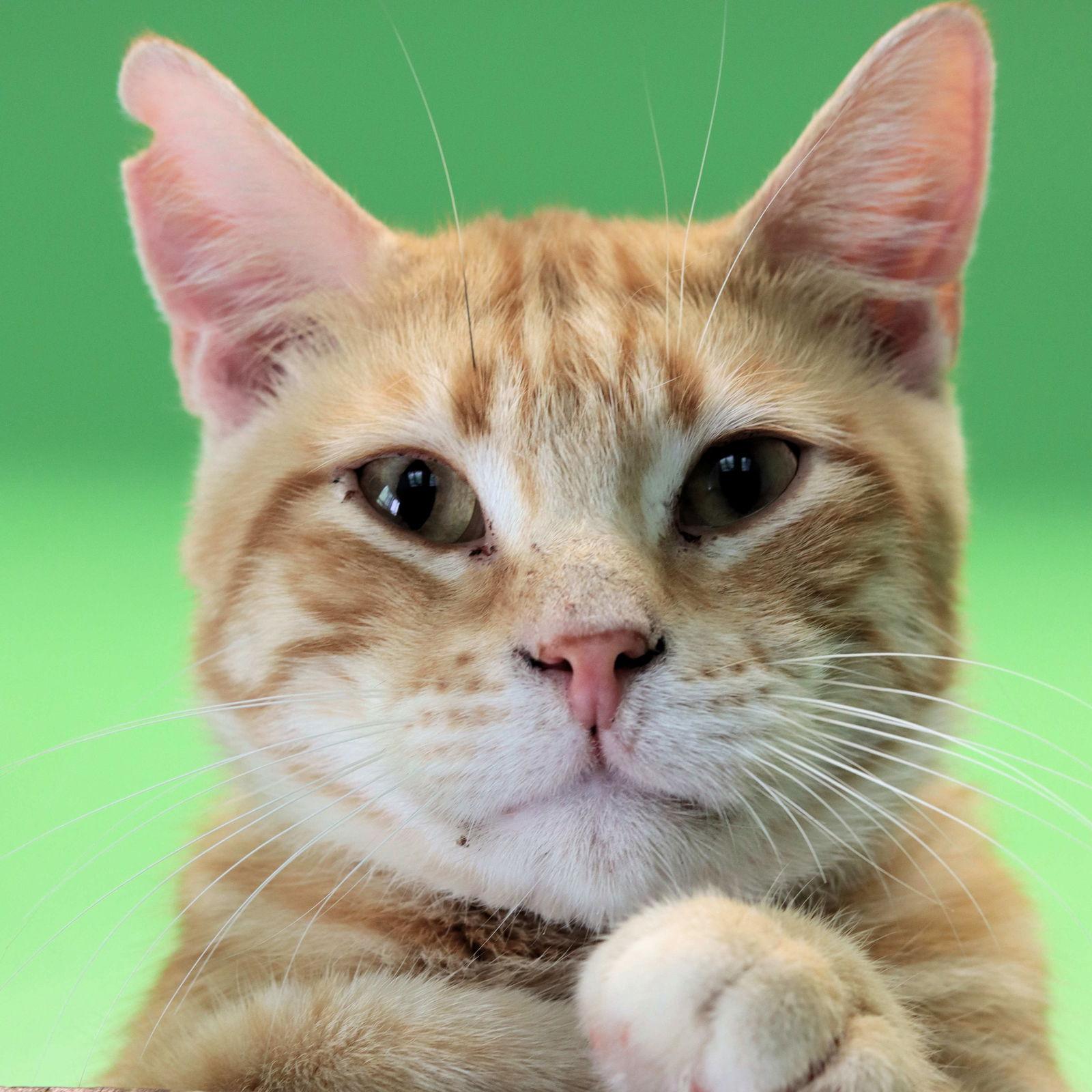 Perry, a Adoptable Domestic Short Hair in Estherville, IA image 1/3