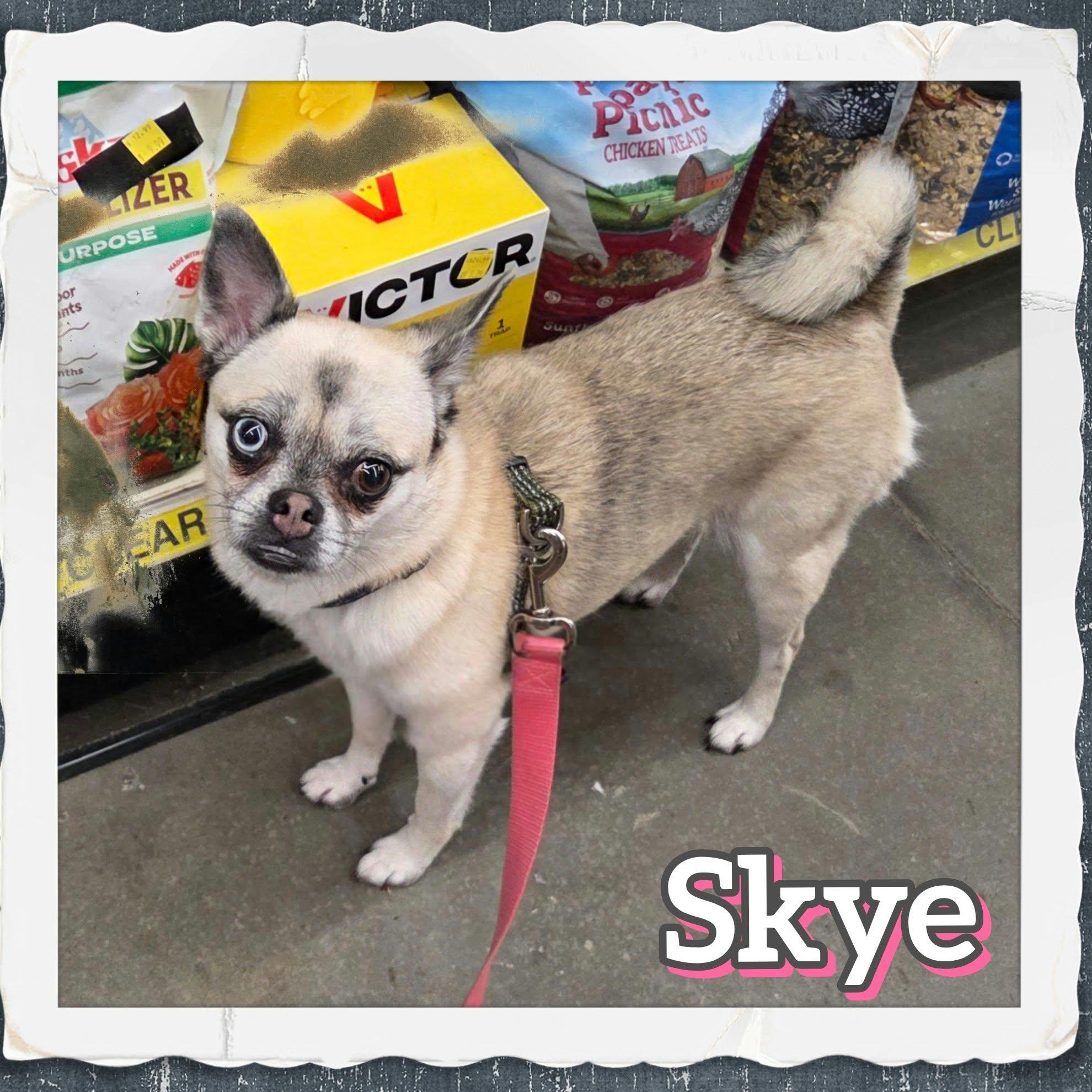 Enlarge Skye, a Adoptable mixed breed in Grove, OK image 3/5