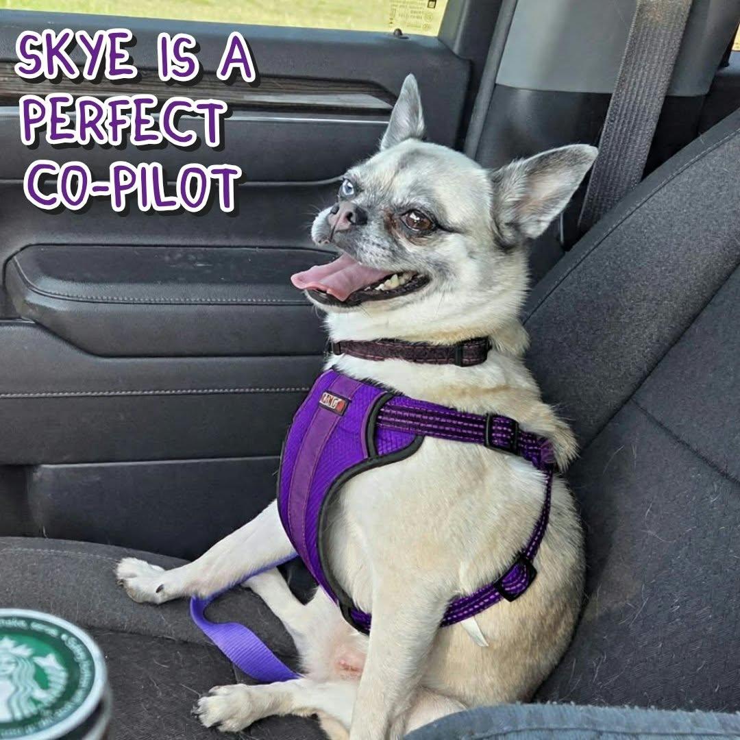 Enlarge Skye, a Adoptable mixed breed in Grove, OK image 4/5