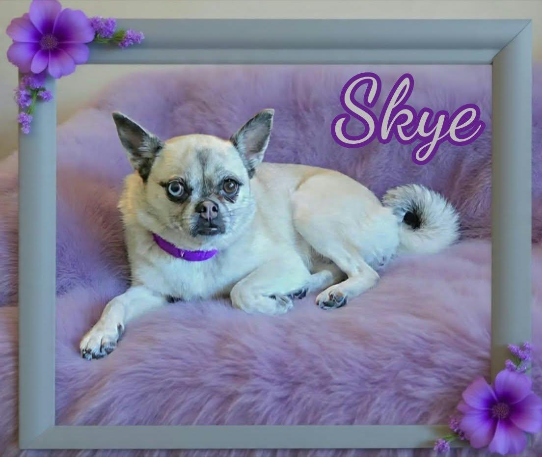 Enlarge Skye, a Adoptable mixed breed in Grove, OK image 5/5
