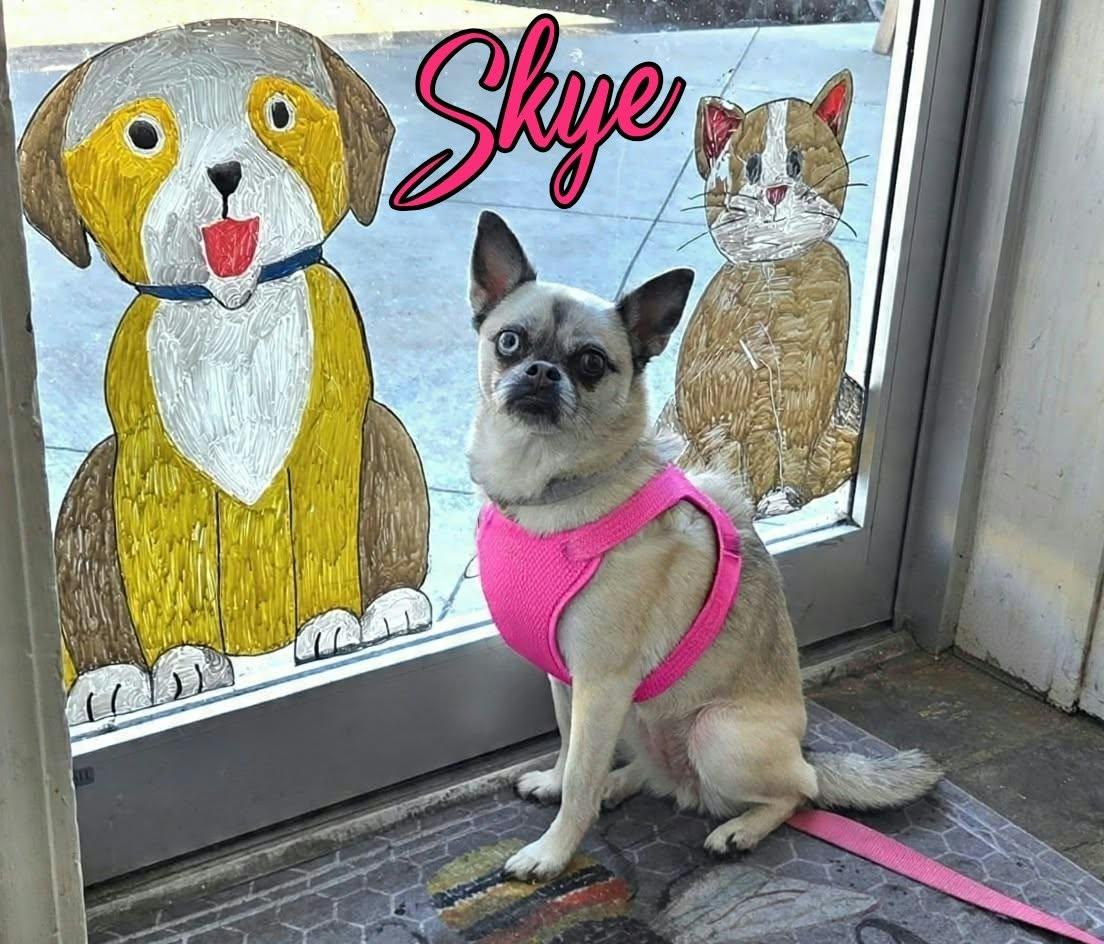 Enlarge Skye, a Adoptable mixed breed in Grove, OK image 2/5