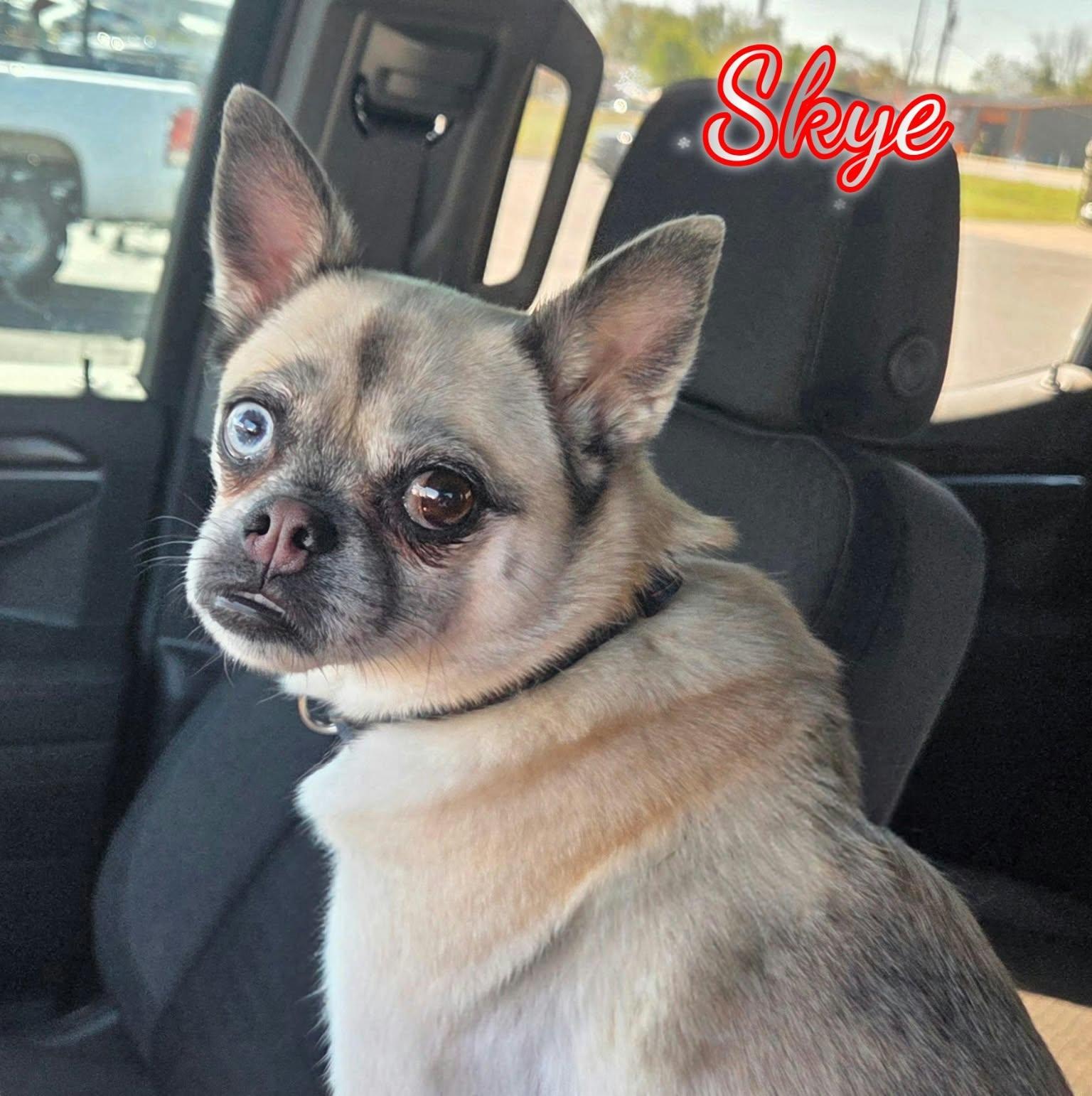 Enlarge Skye, a Adoptable mixed breed in Grove, OK image 1/5
