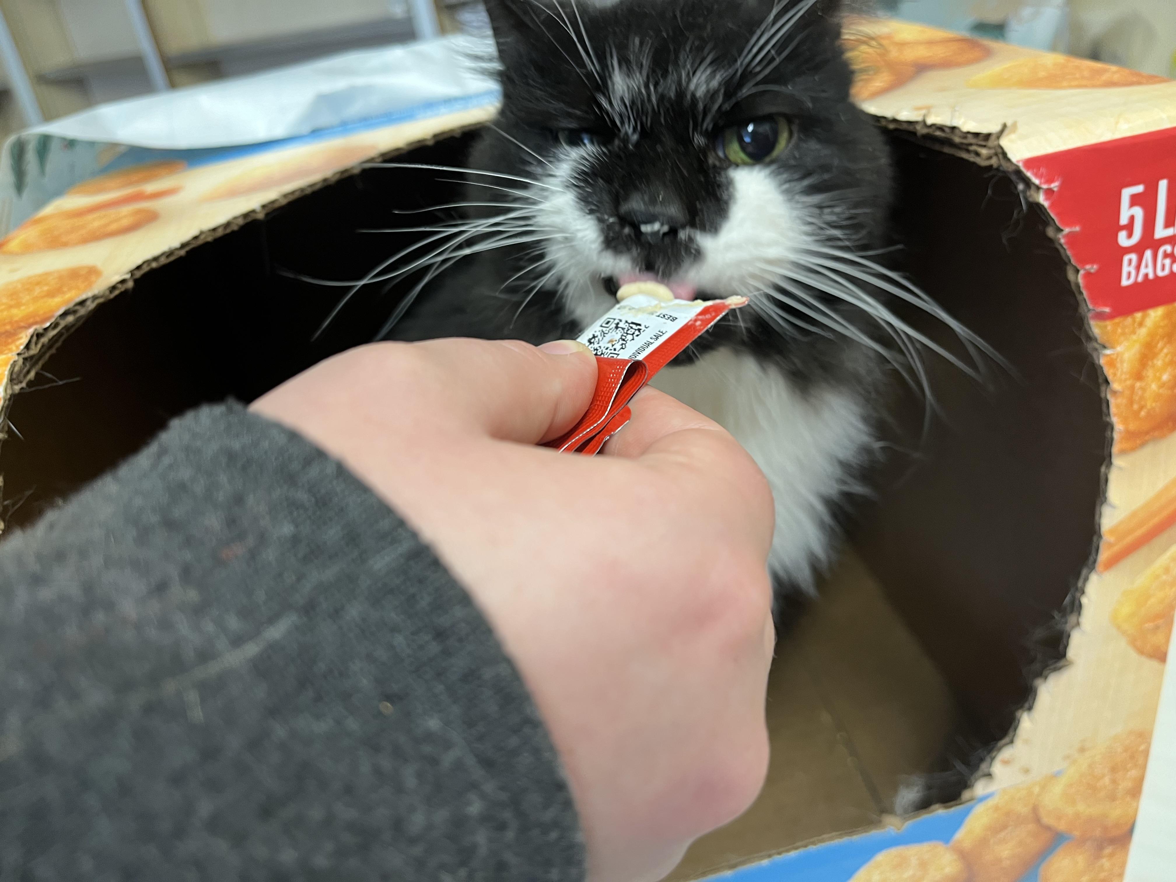 Slicker, a Adoptable mixed breed in Olean , NY image 1/6