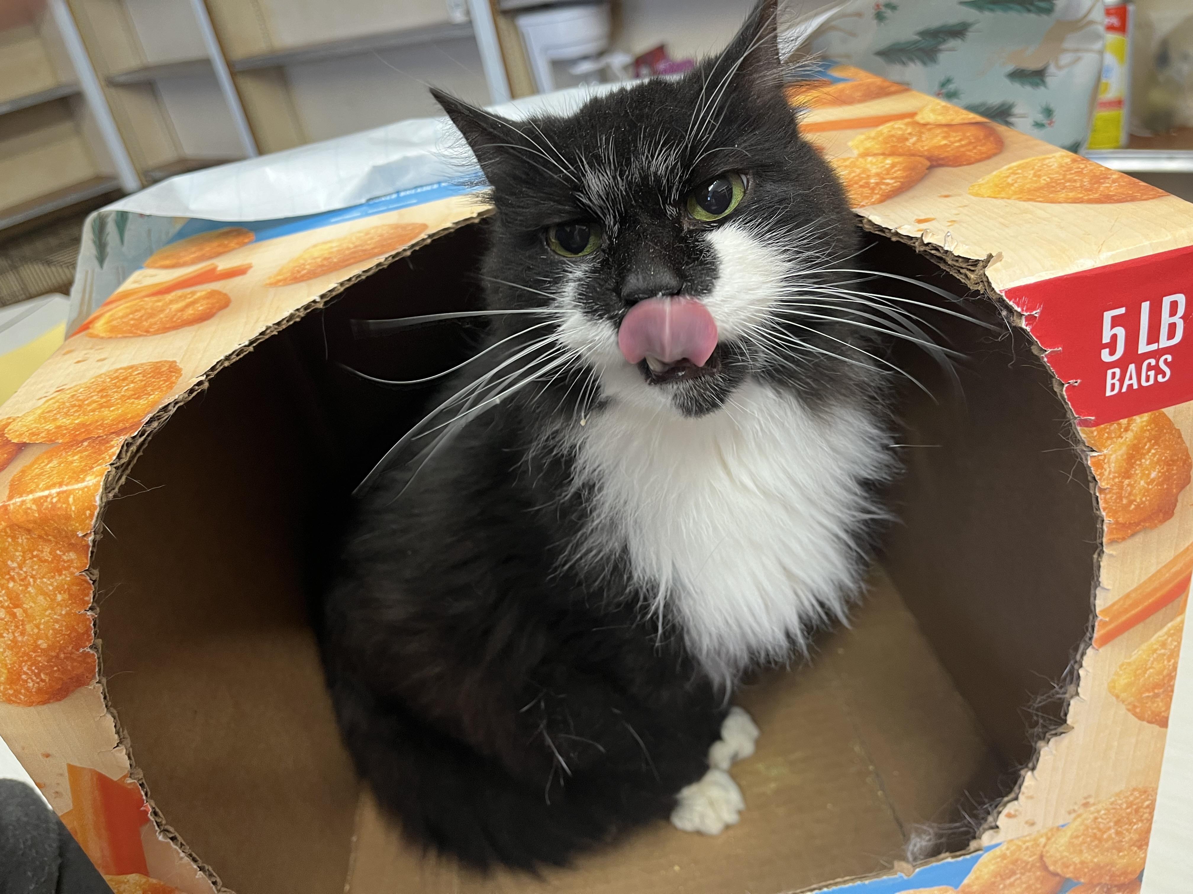 Slicker, a Adoptable mixed breed in Olean , NY image 2/6