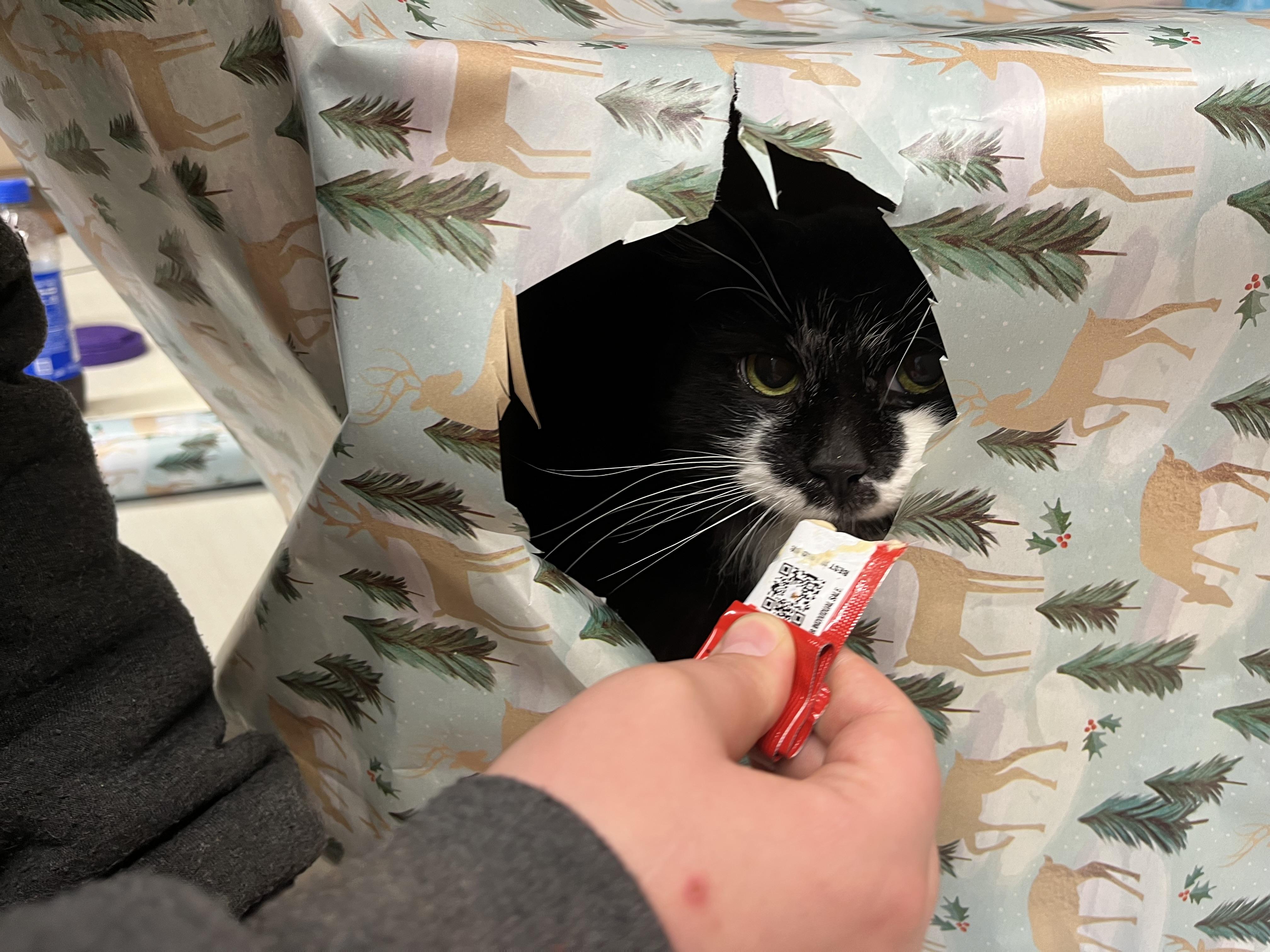 Slicker, a Adoptable mixed breed in Olean , NY image 3/6