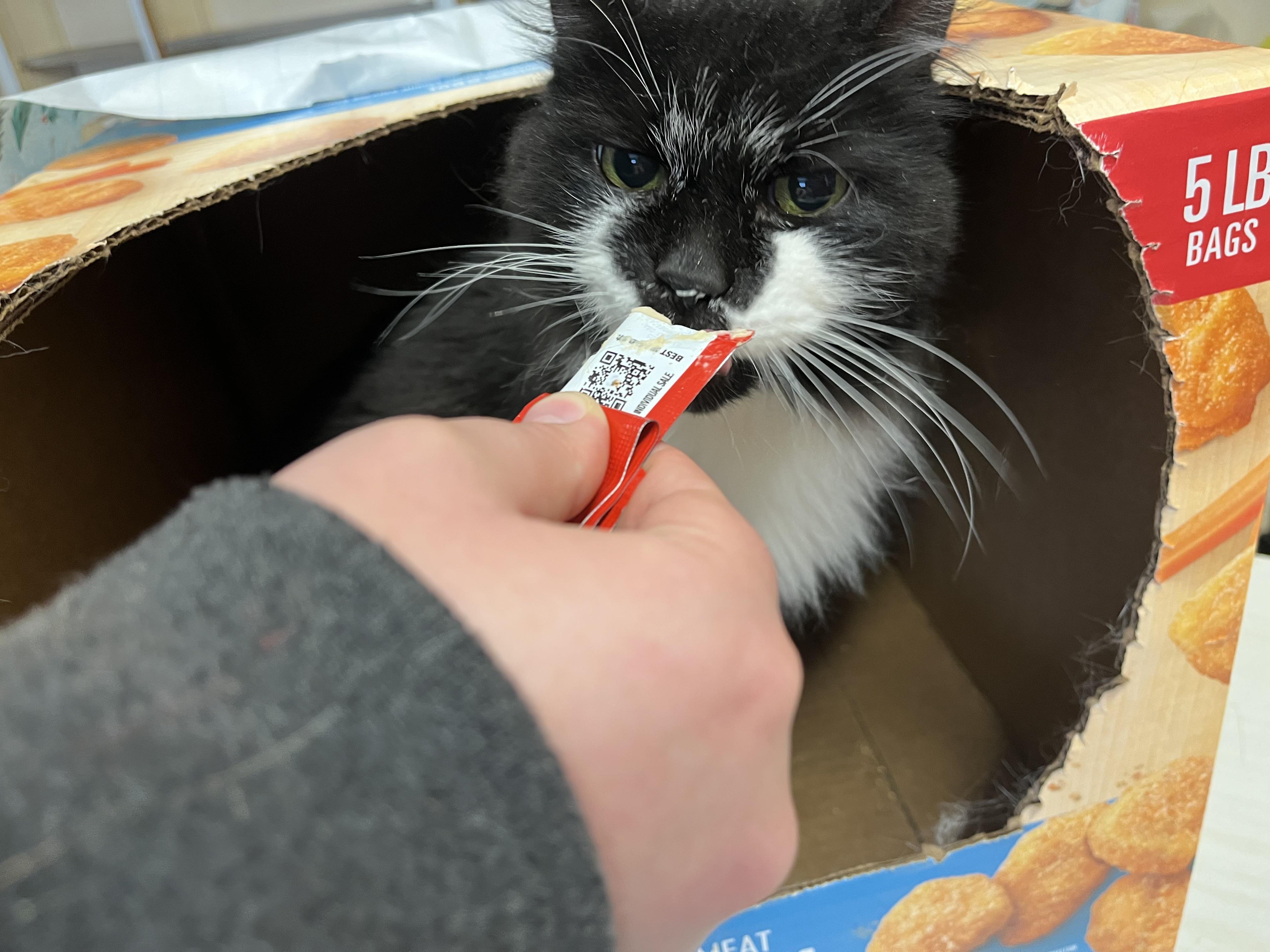 Slicker, a Adoptable mixed breed in Olean , NY image 4/6