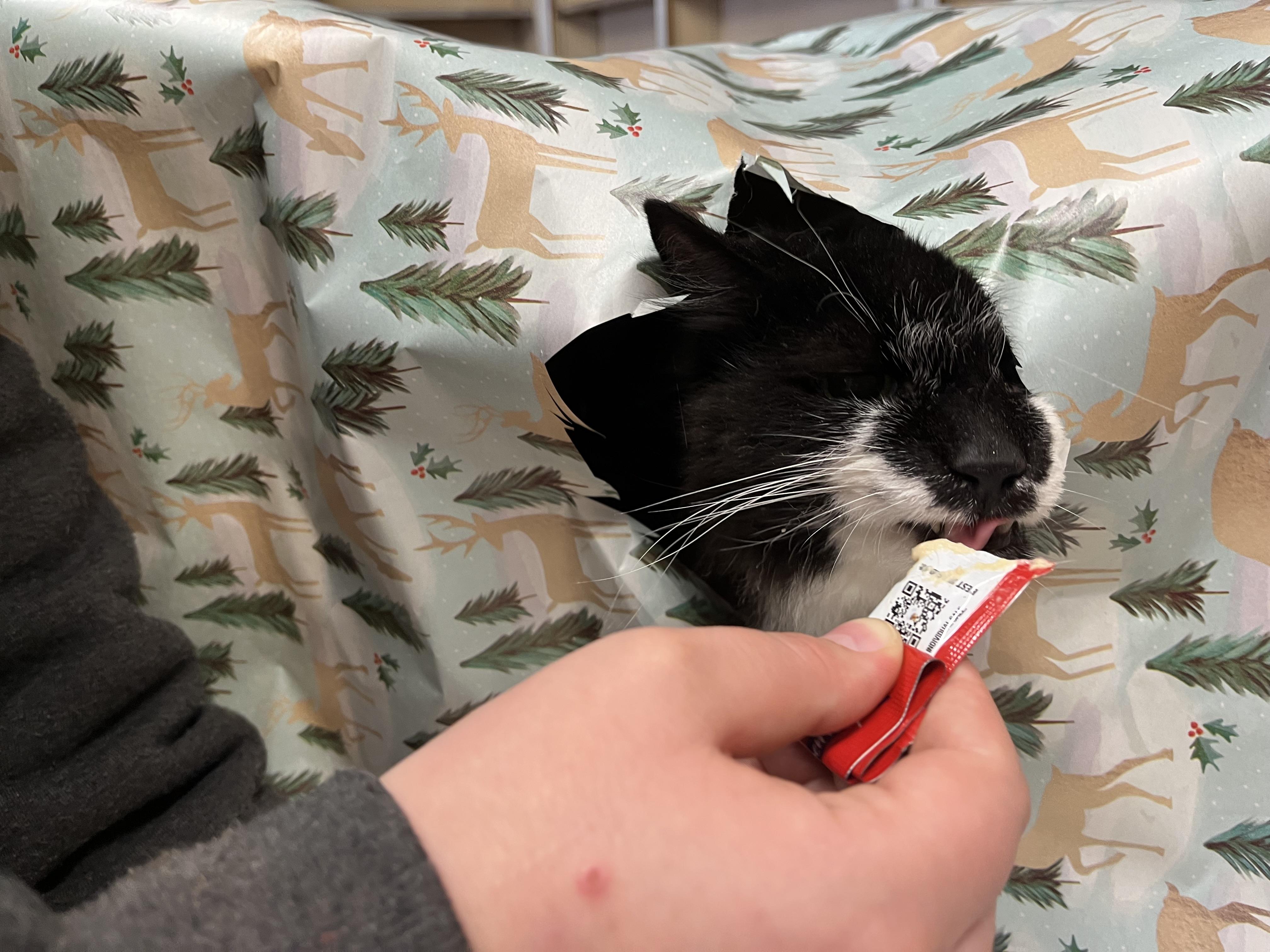 Slicker, a Adoptable mixed breed in Olean , NY image 5/6